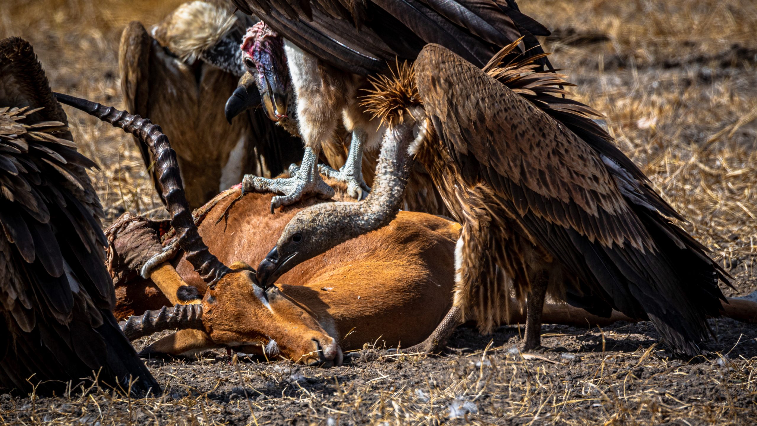 Vautours sur carcasse d’impala