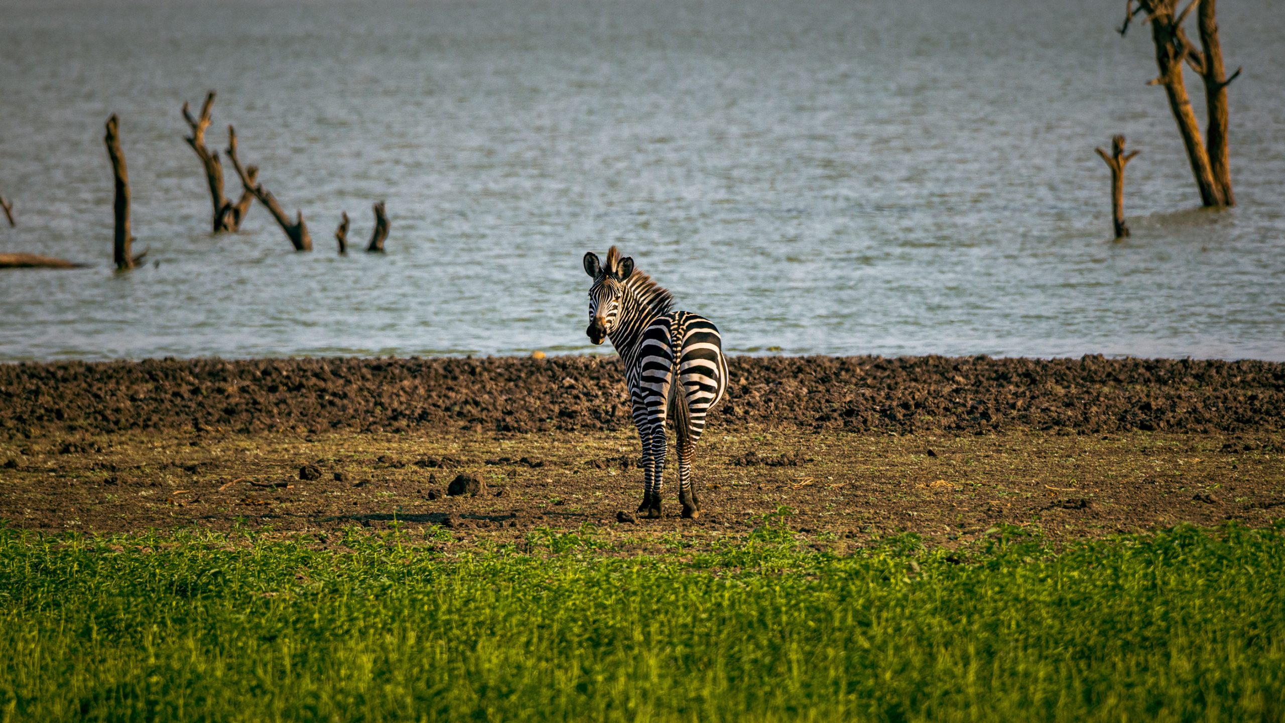 Zèbre au bord du lac