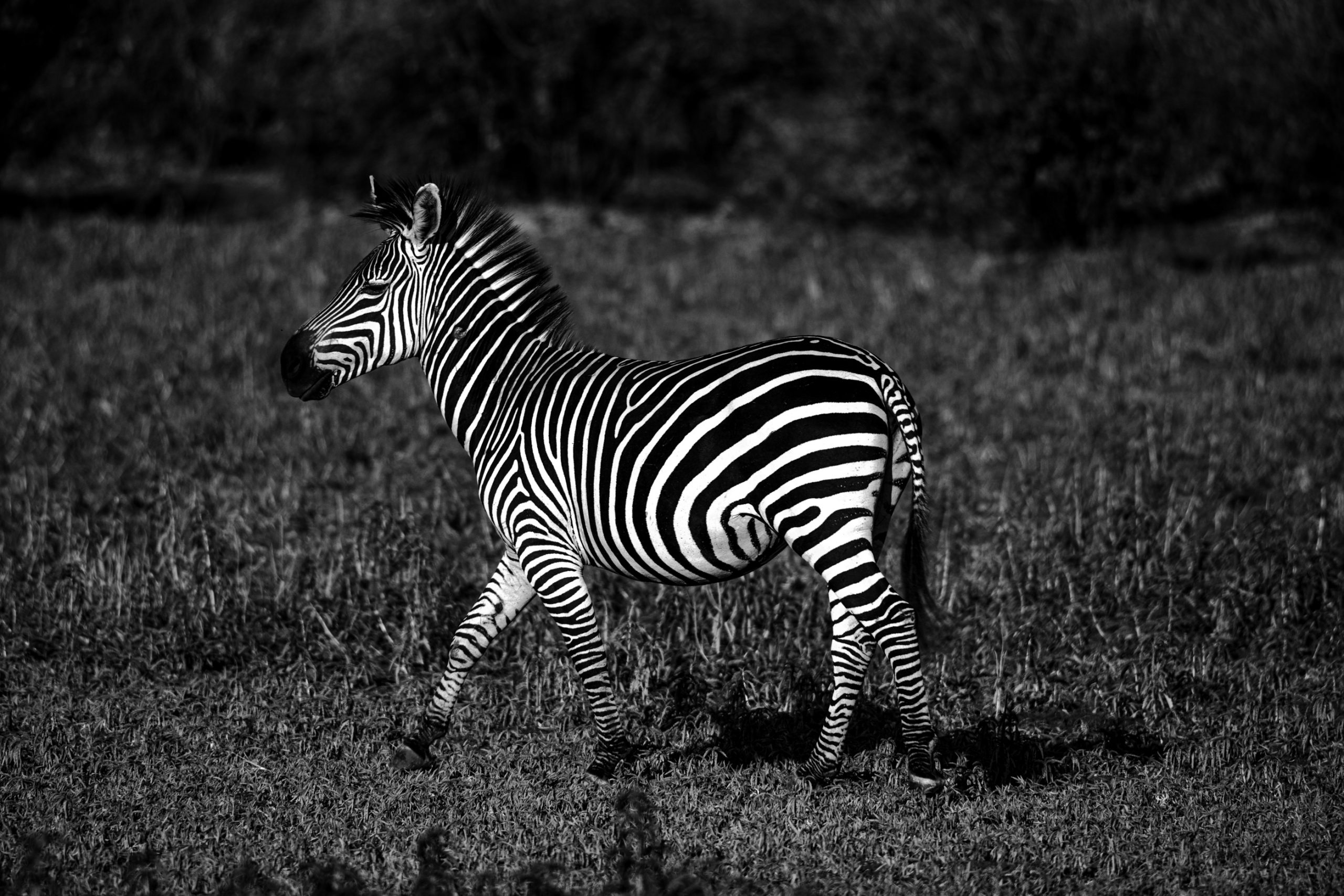 Zèbre des Plaines en Marche