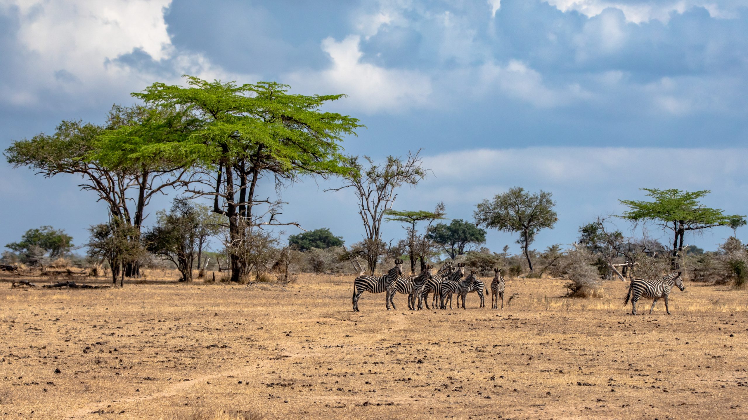 Zèbres dans la savane africaine