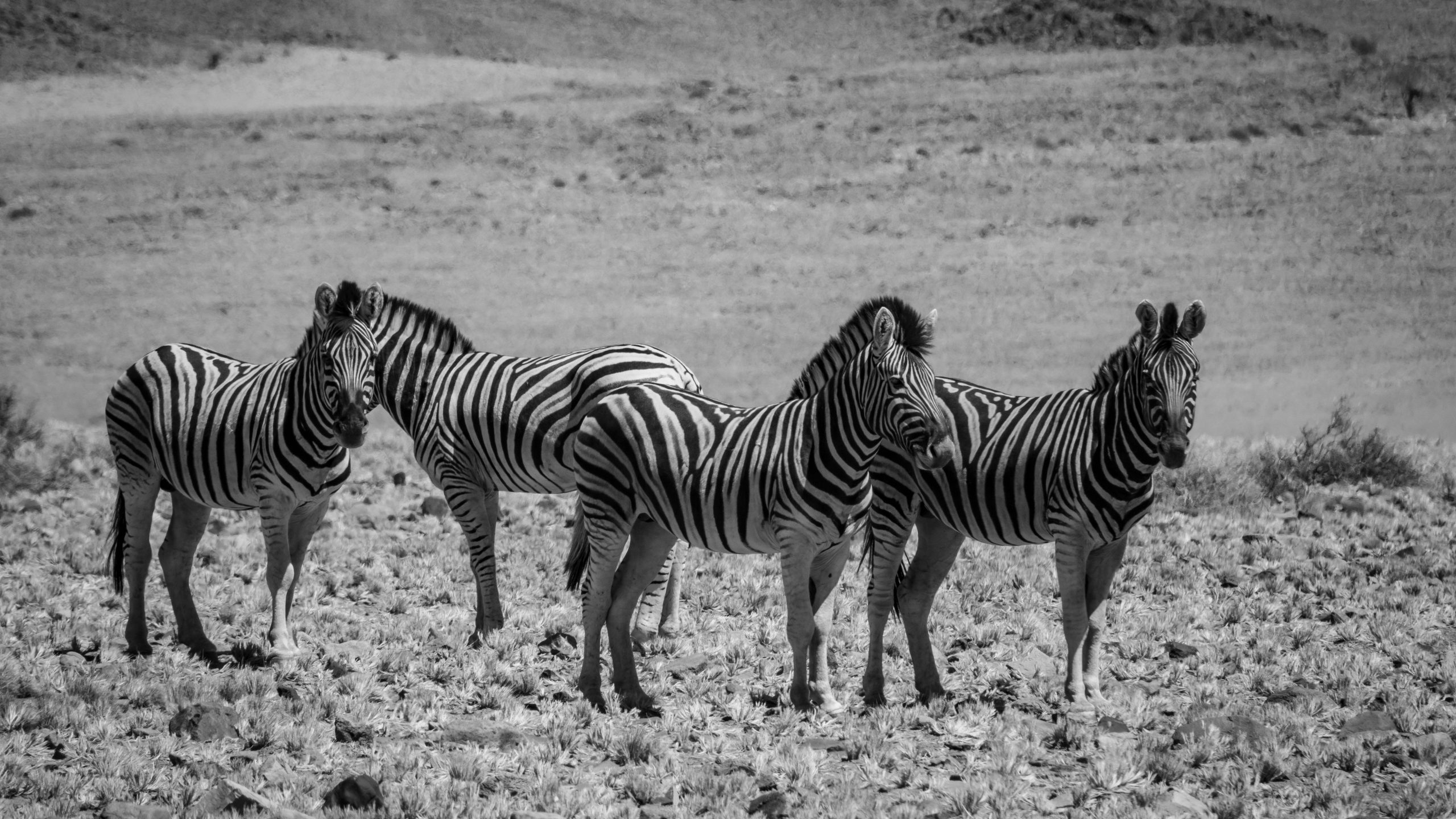 Zèbres de plaine sur savane