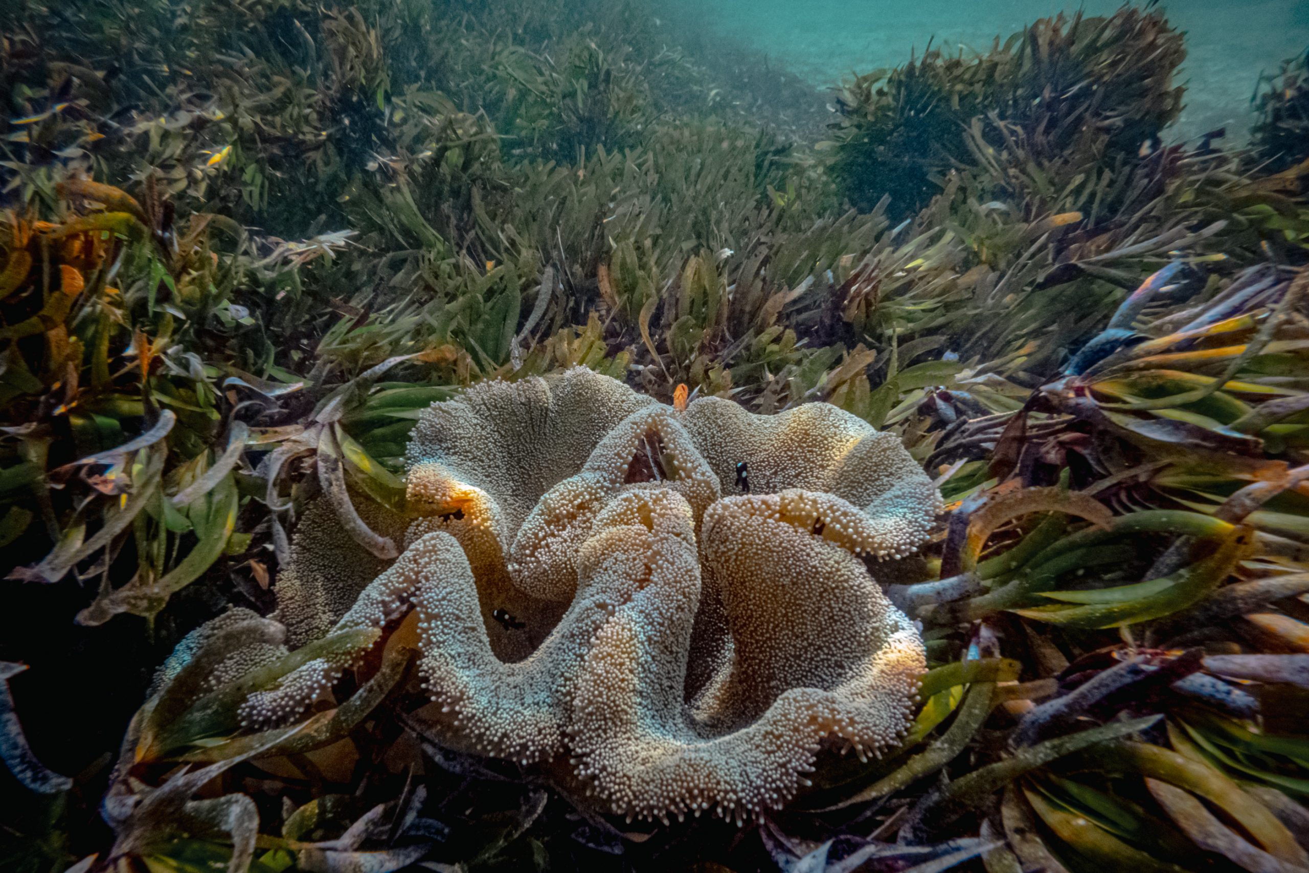 Anémone géante sur herbiers marins
