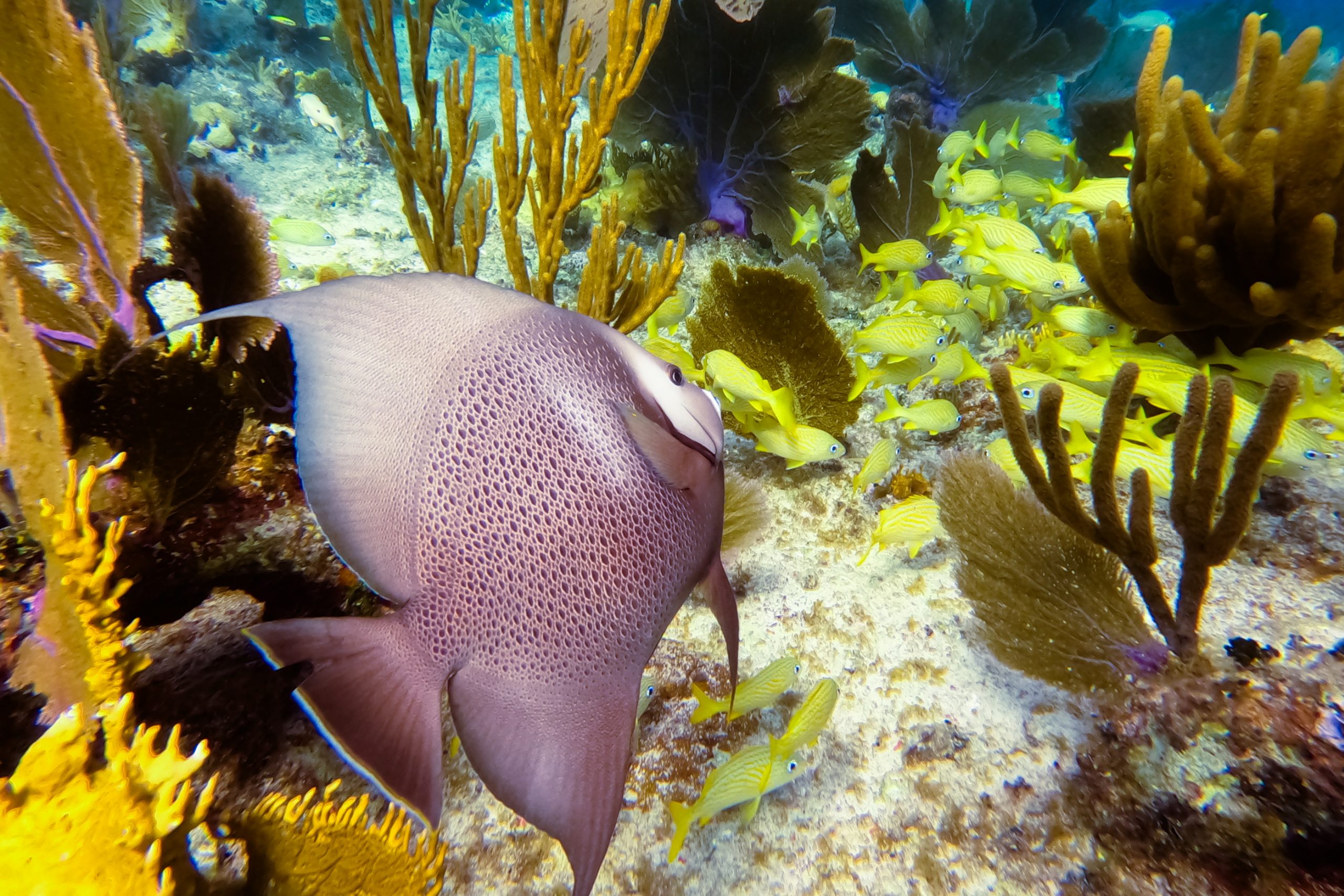 Ange gris et banc de Haemulons
