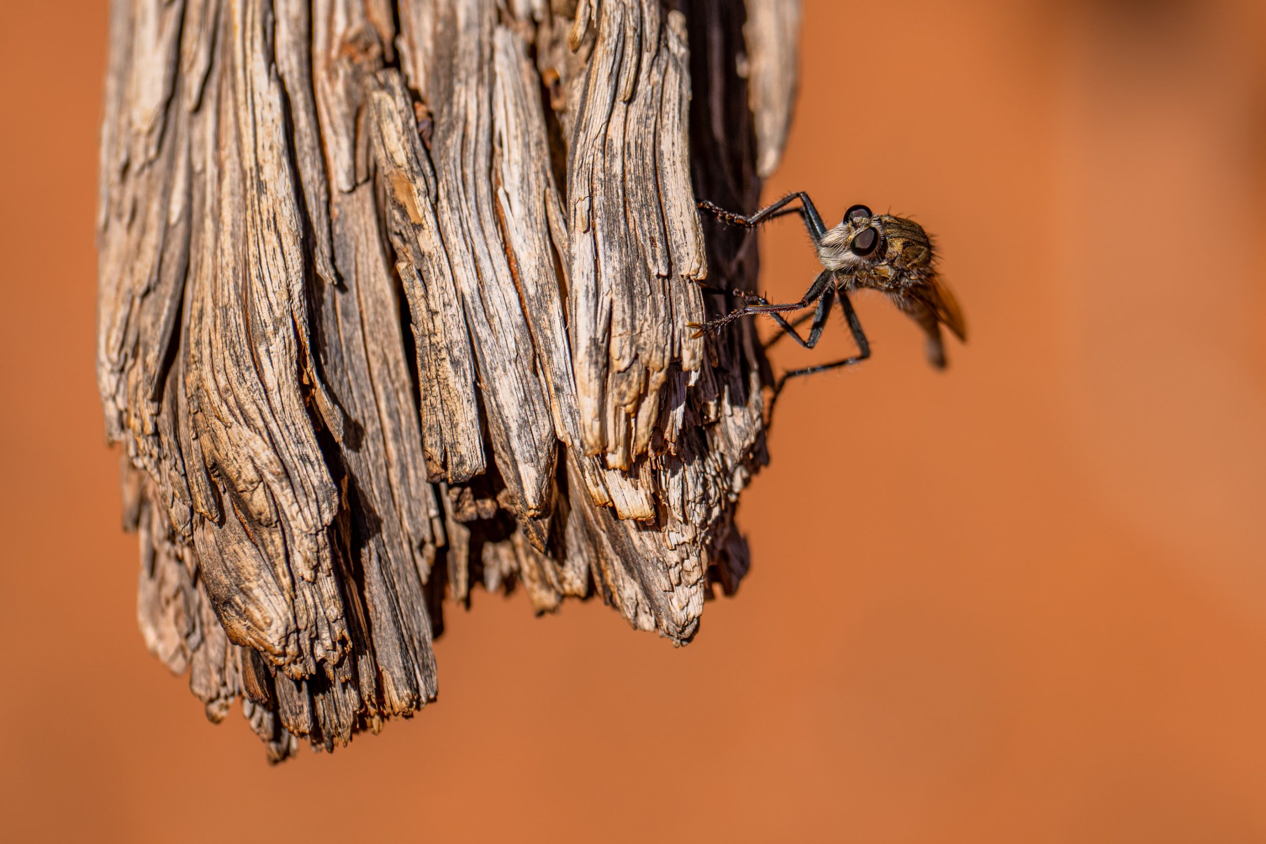 Asilidé sur bois sec