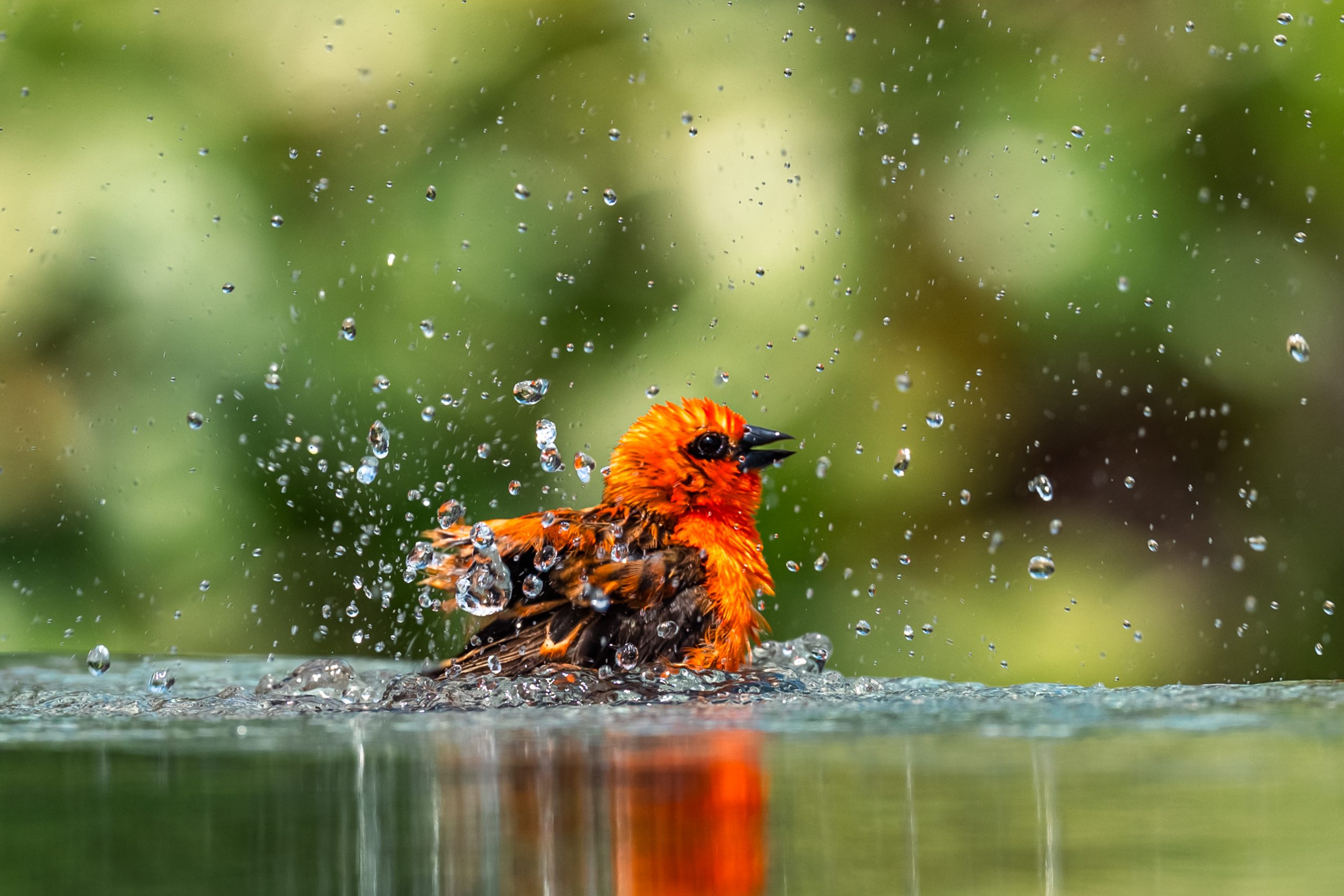 Bain du Tisserin Gendarme