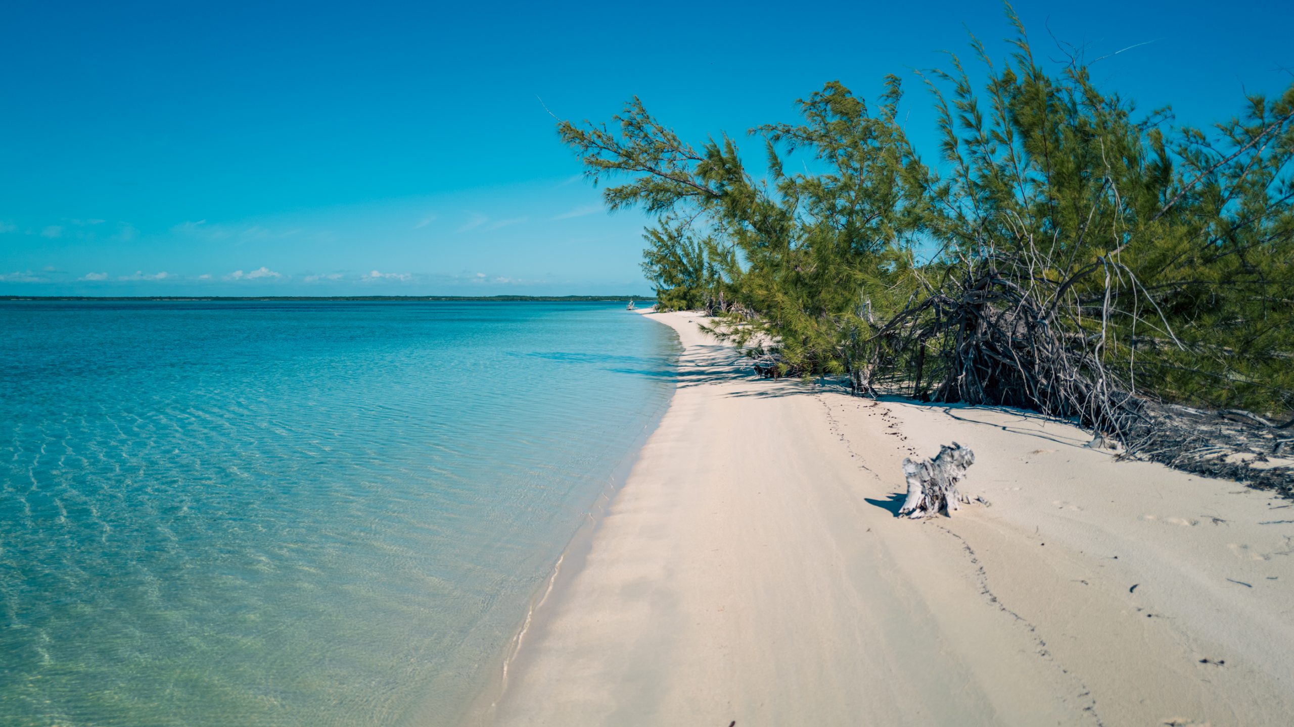 Banc de sable et Casuarina