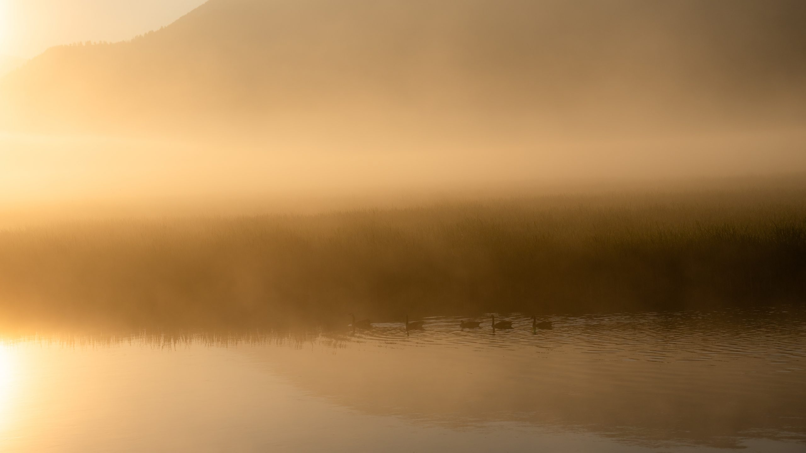 Bernaches du Canada sur étang brumeux