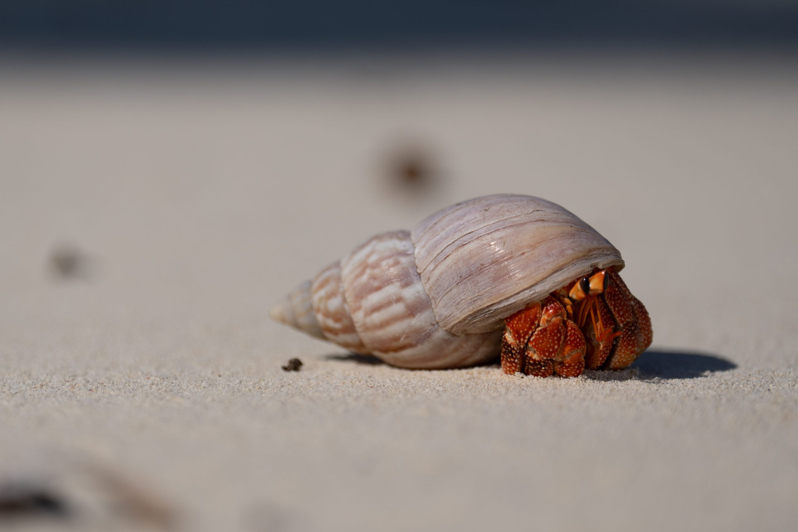 Bernard-l’hermite sur sable fin