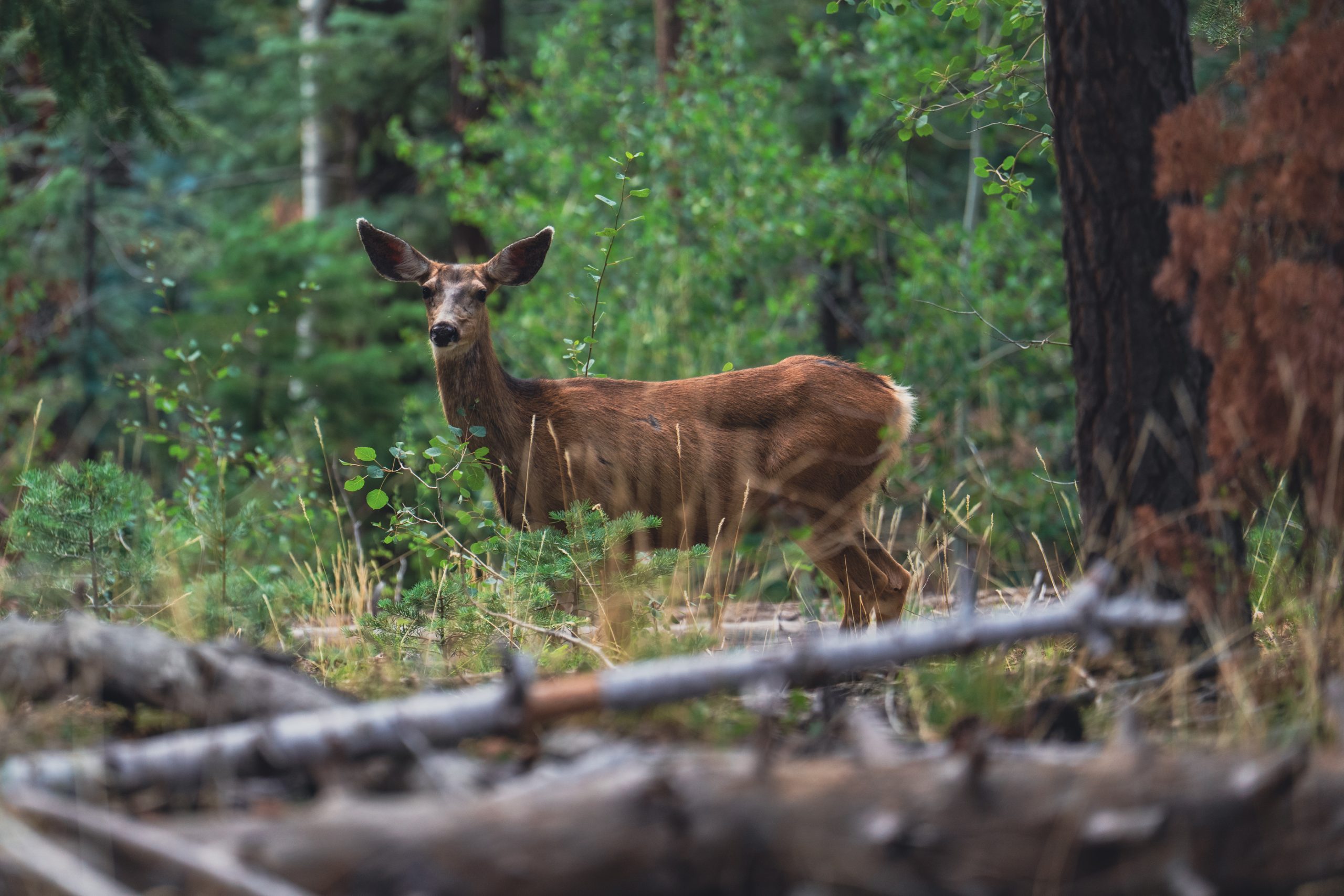 Biche de cerf-mulet en forêt