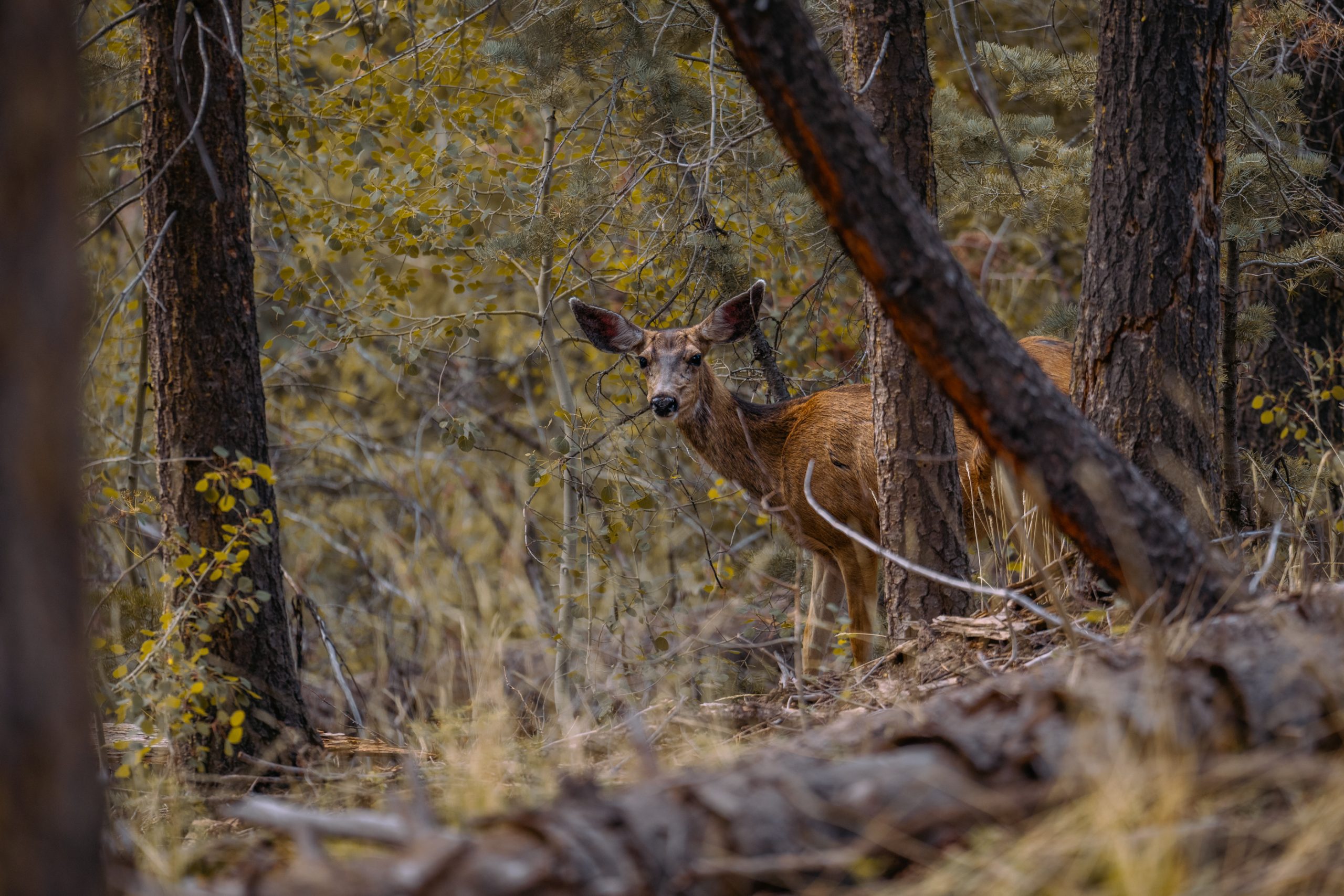 Biche en Forêt de Trembles