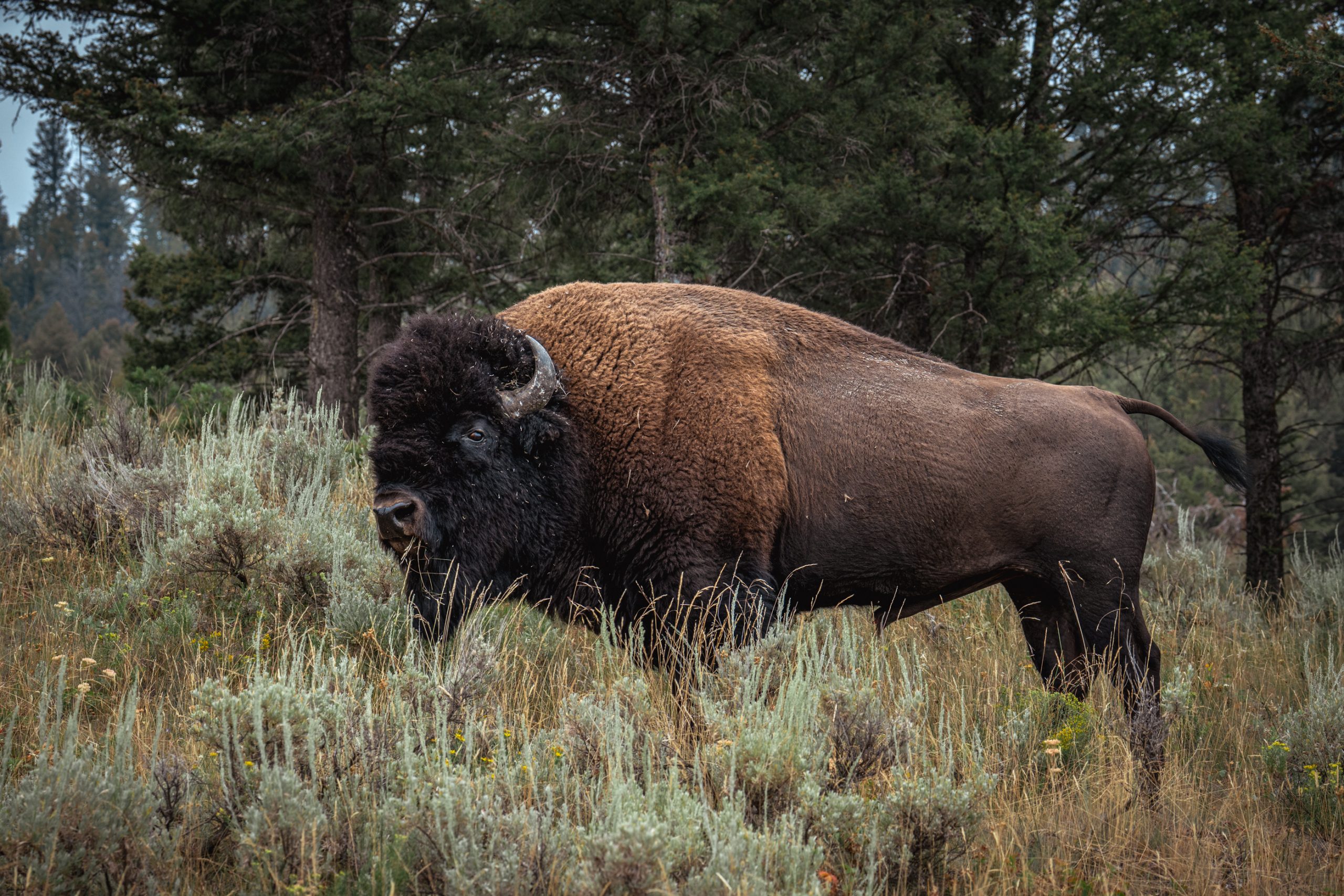 Bison d’Amérique au pâturage