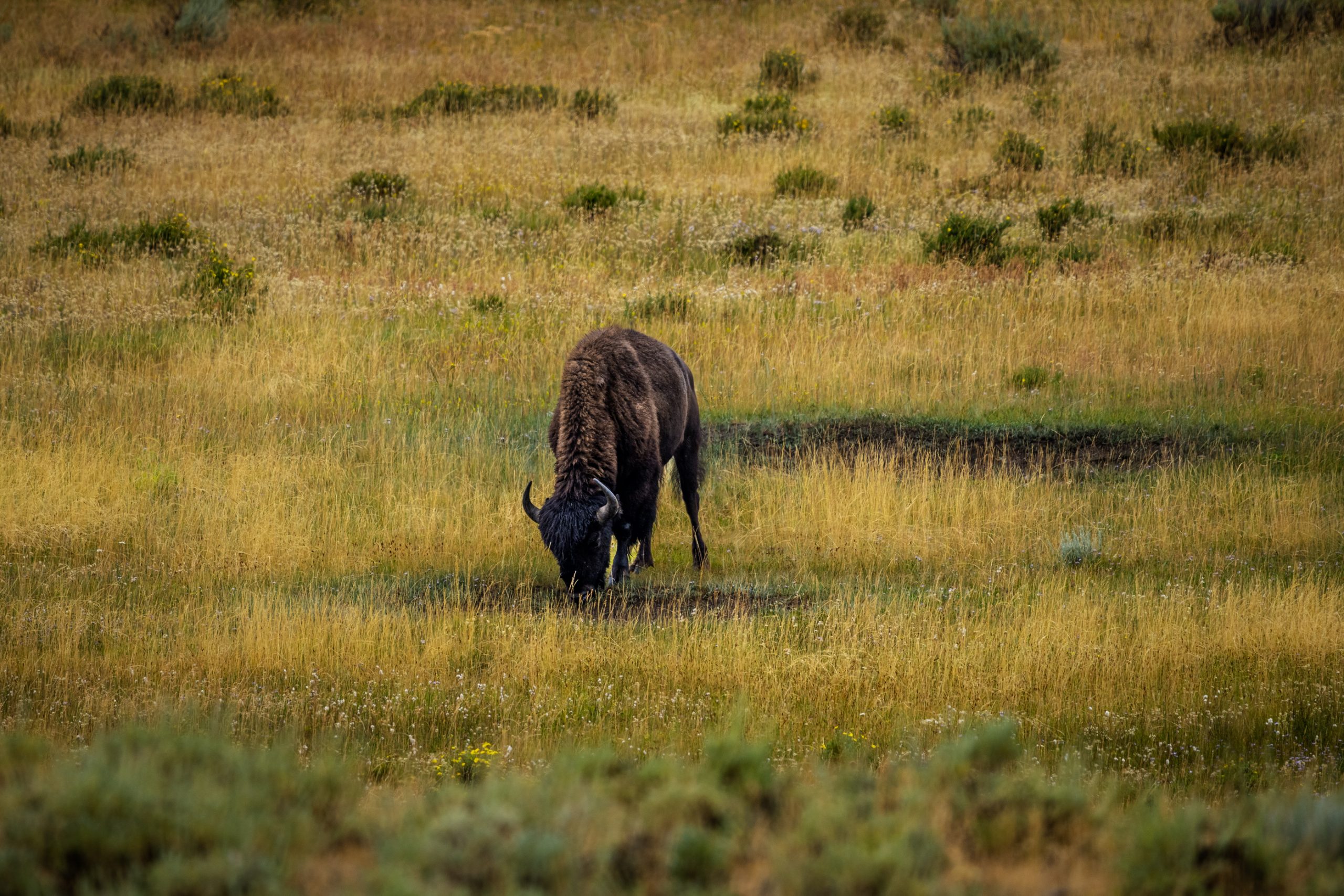Bison d'Amérique solitaire en prairie