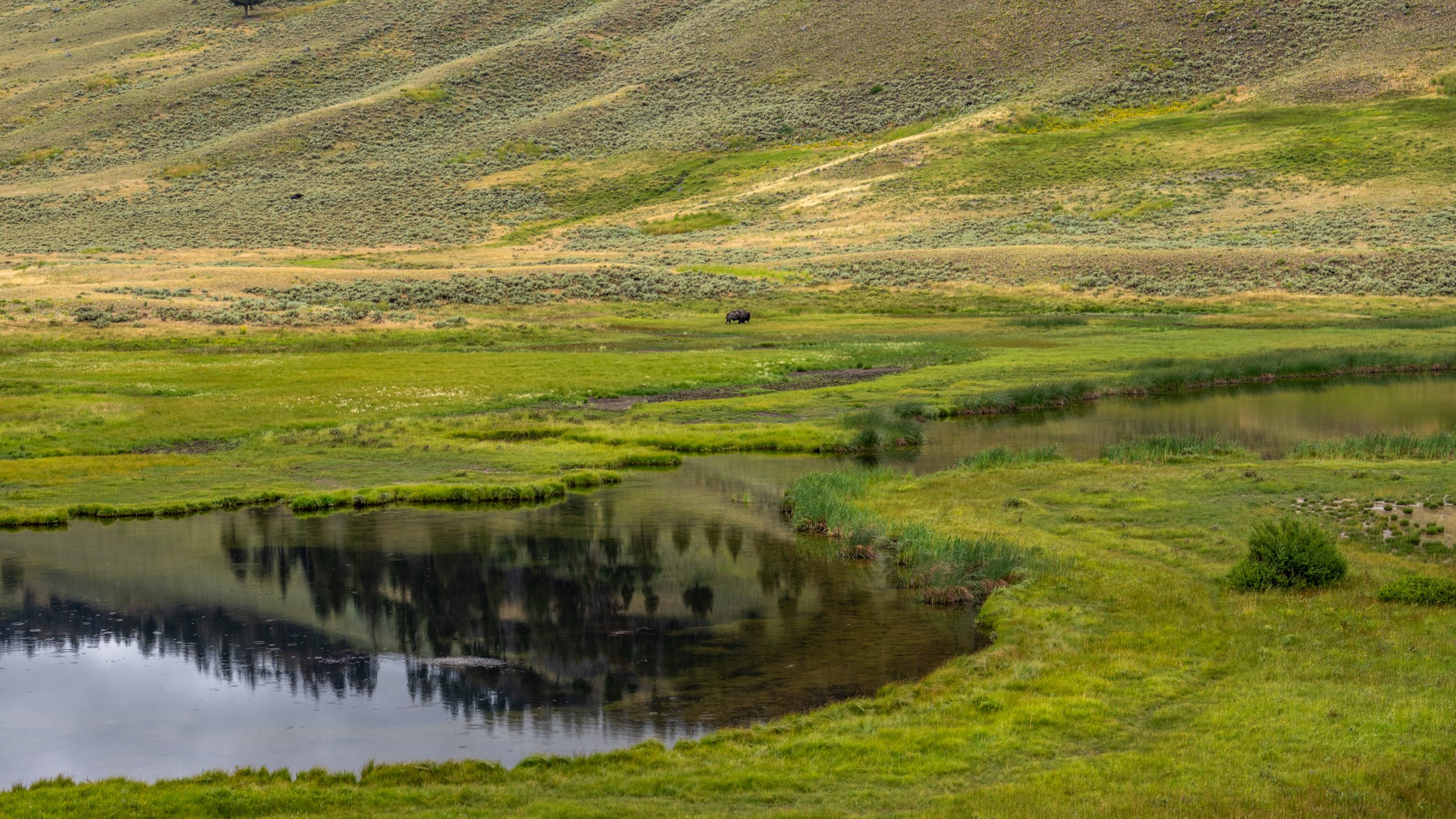 Bison solitaire au bord d’étang