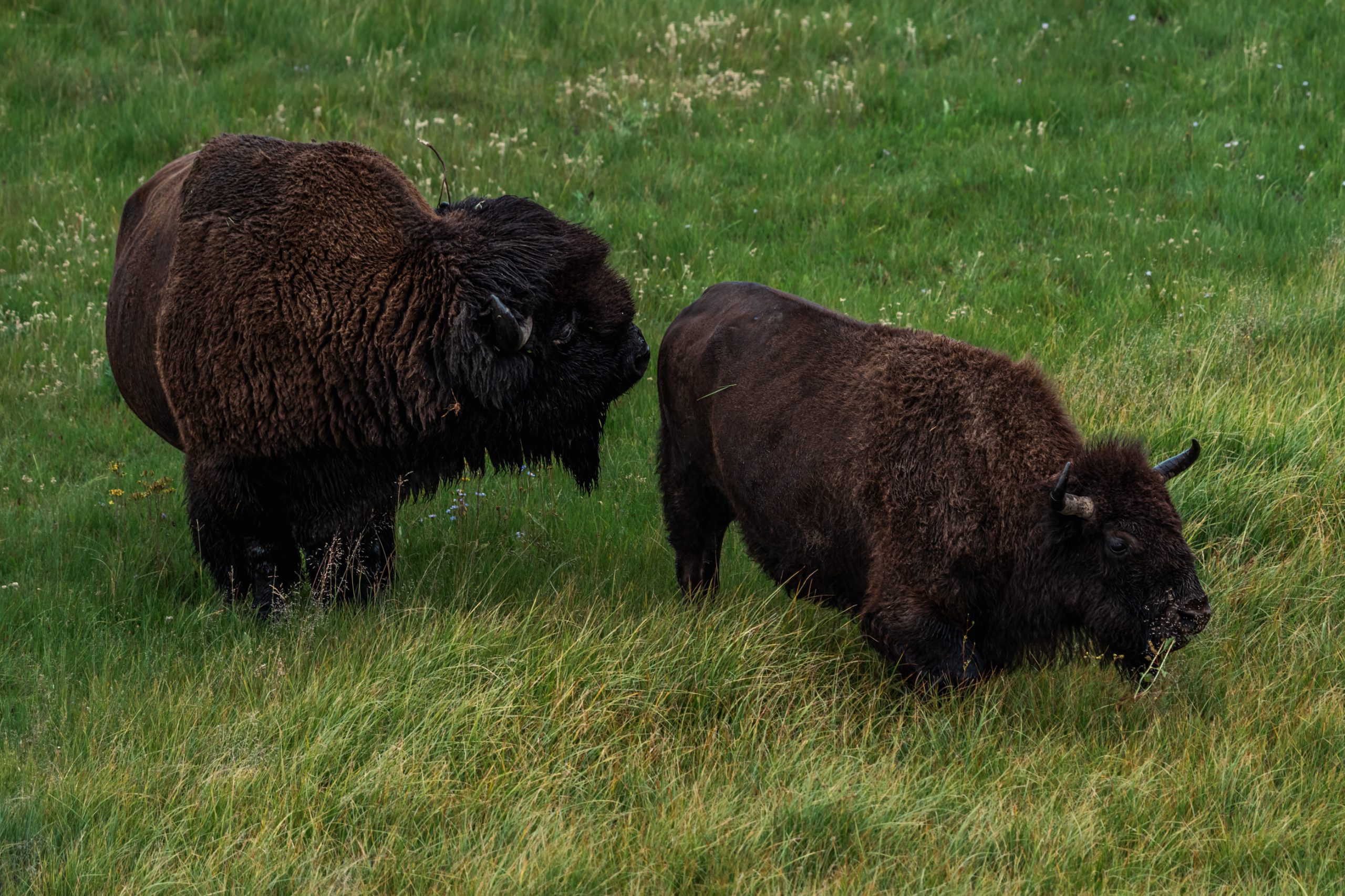 Bisons d'Amérique dans une prairie verte