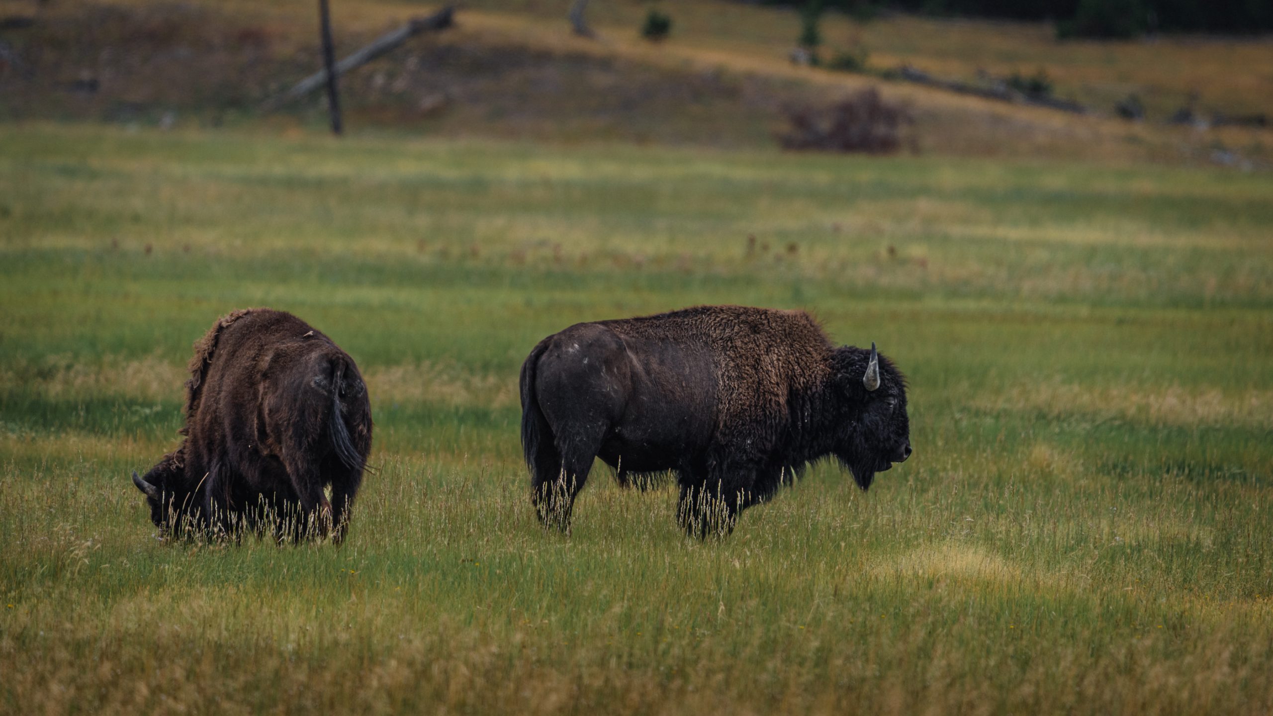 Bisons d'Amérique en prairie