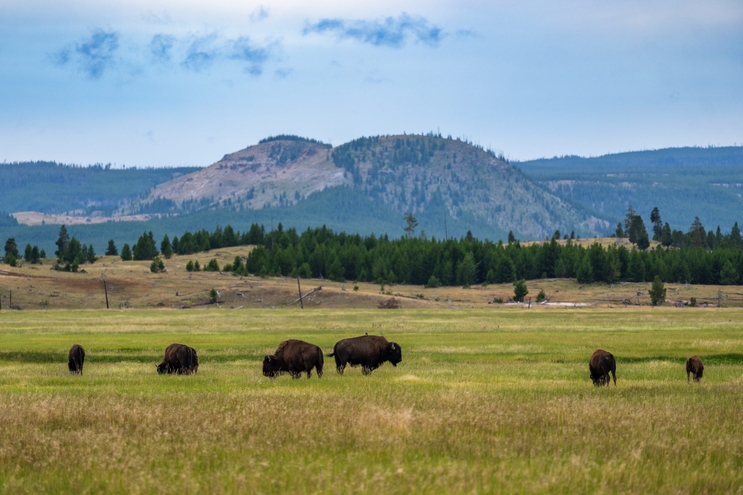 Bisons dans la prairie de Yellowstone