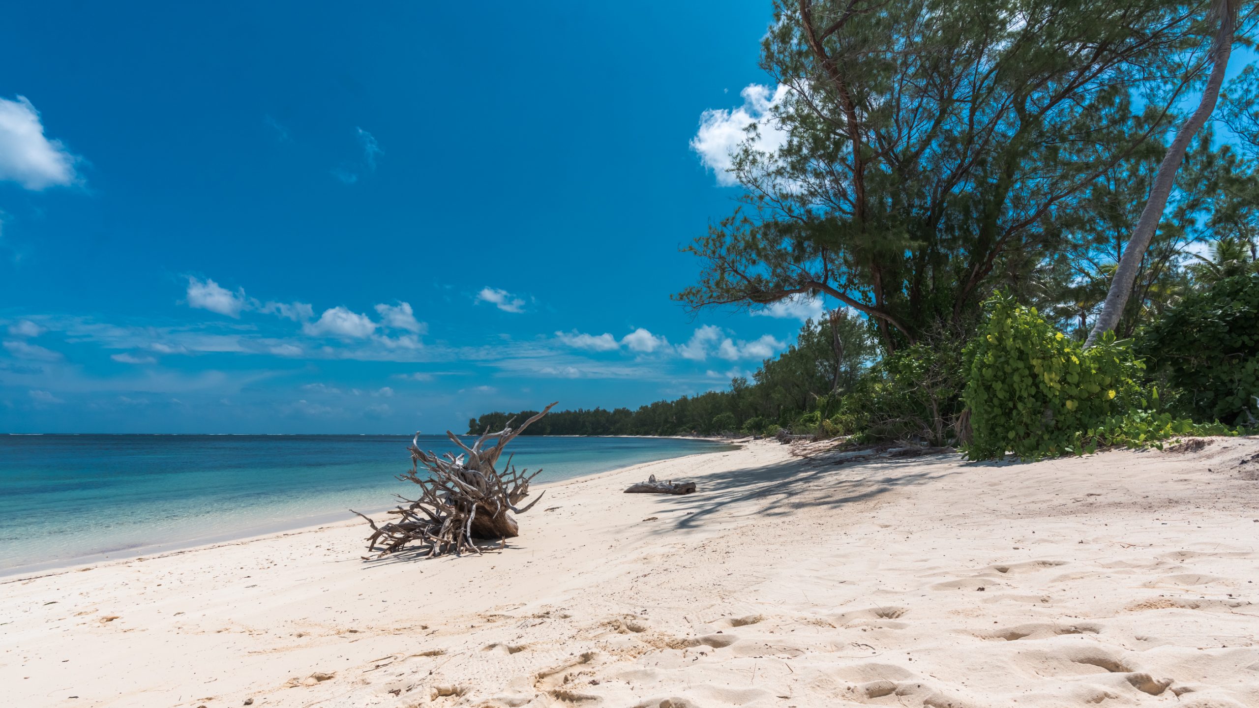 Bois flotté sur plage tropicale