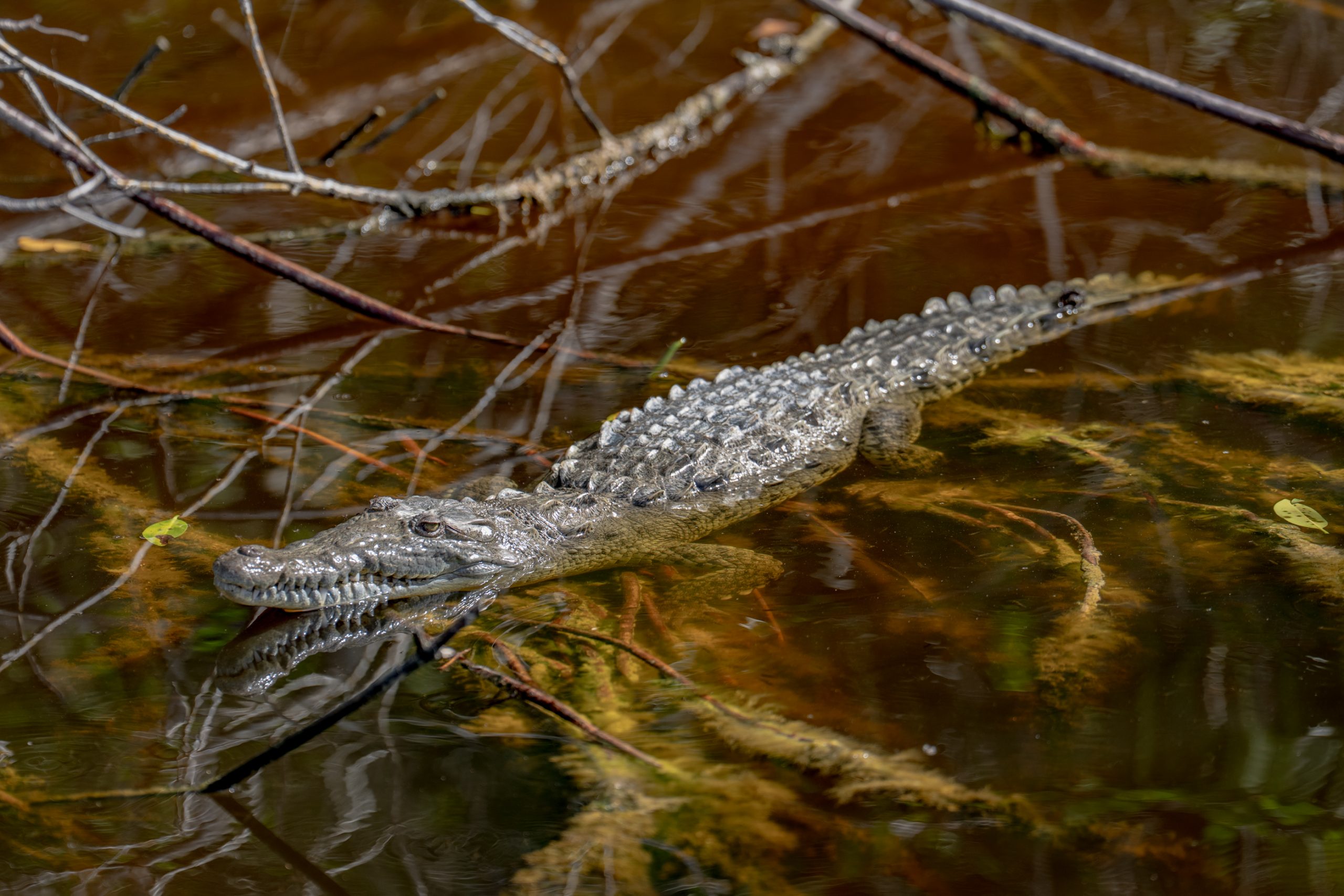 Caïman à lunettes en eaux tanniques