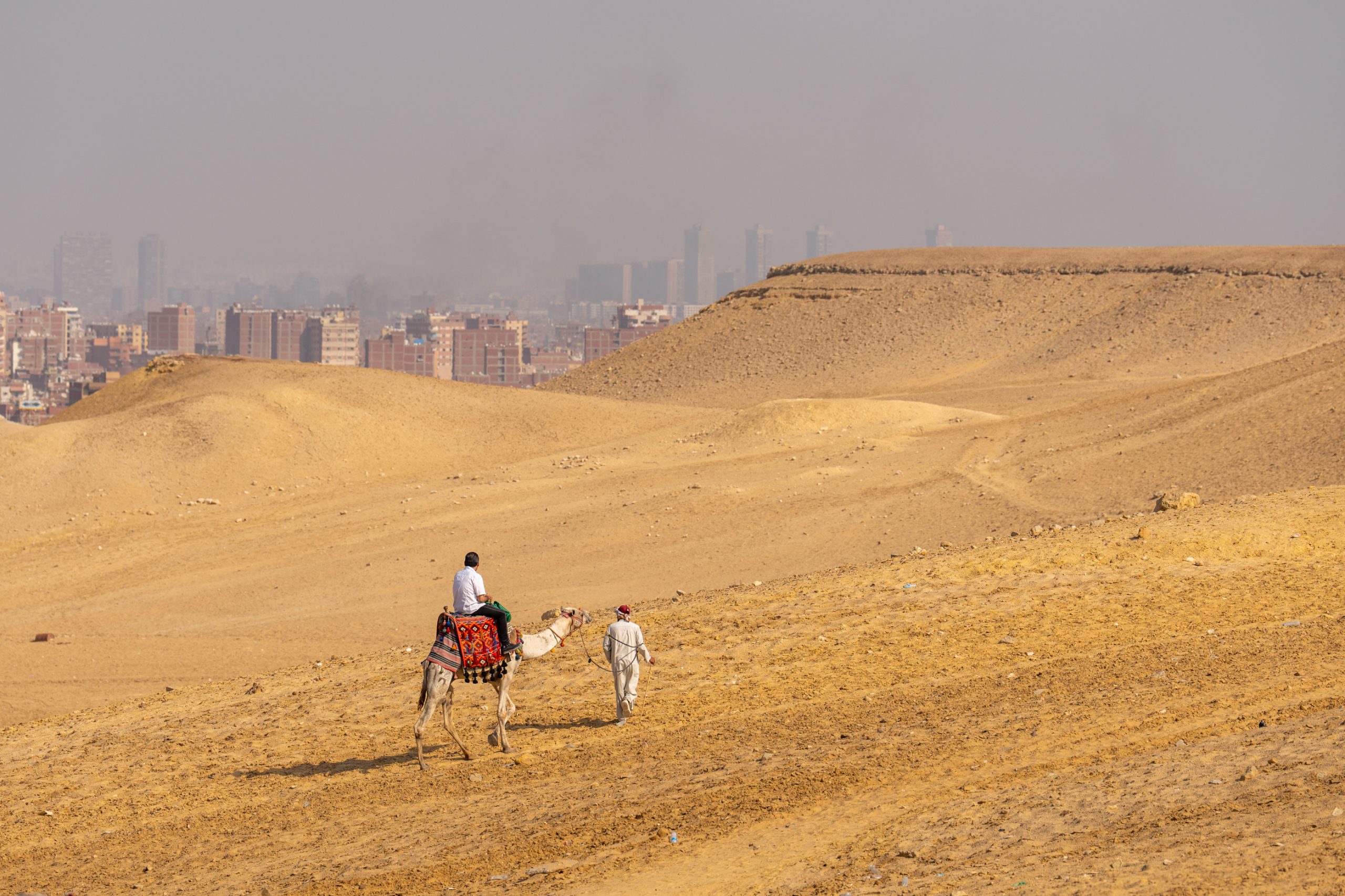 Chameau sur plateau de Gizeh