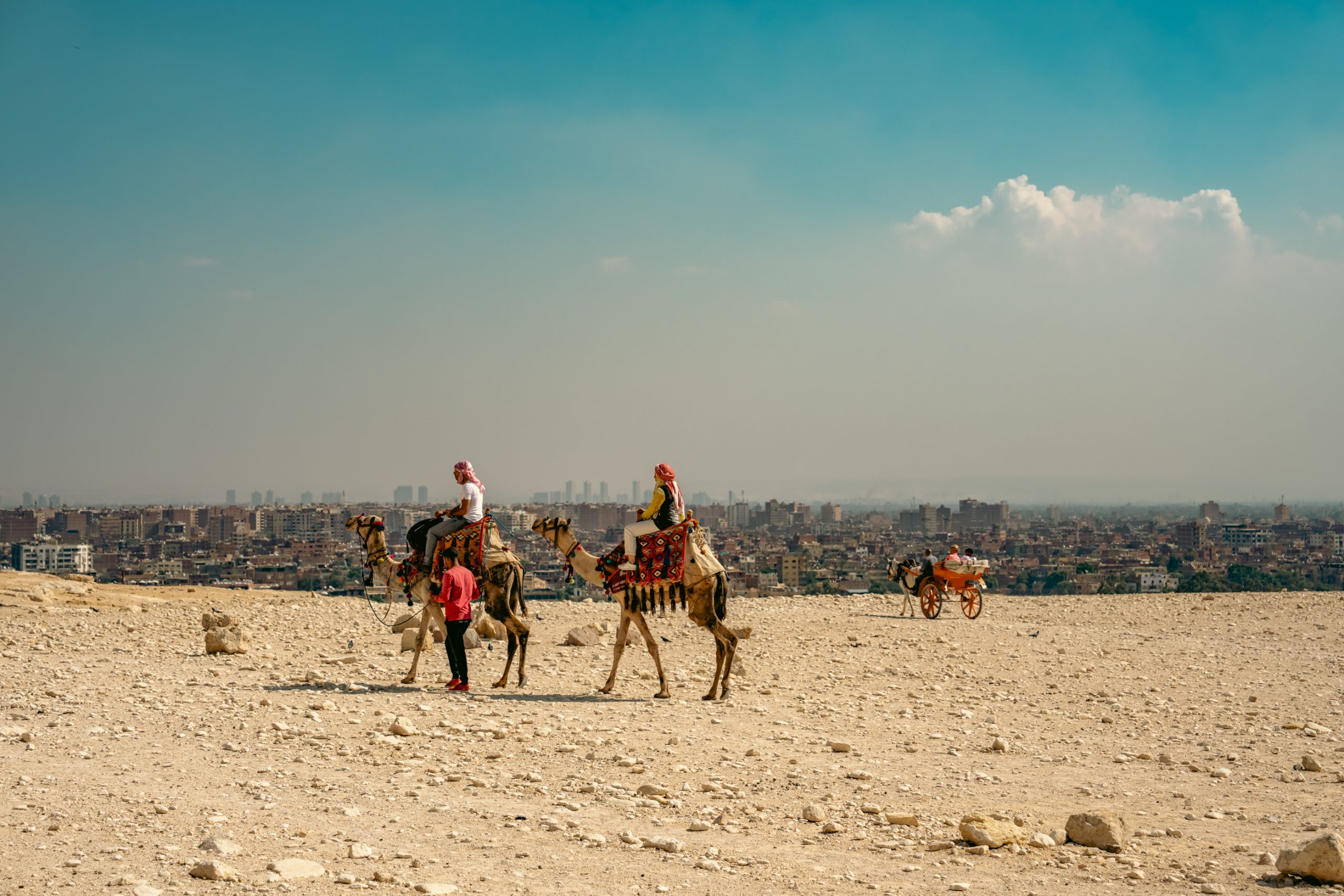 Chameaux sur le Plateau de Gizeh