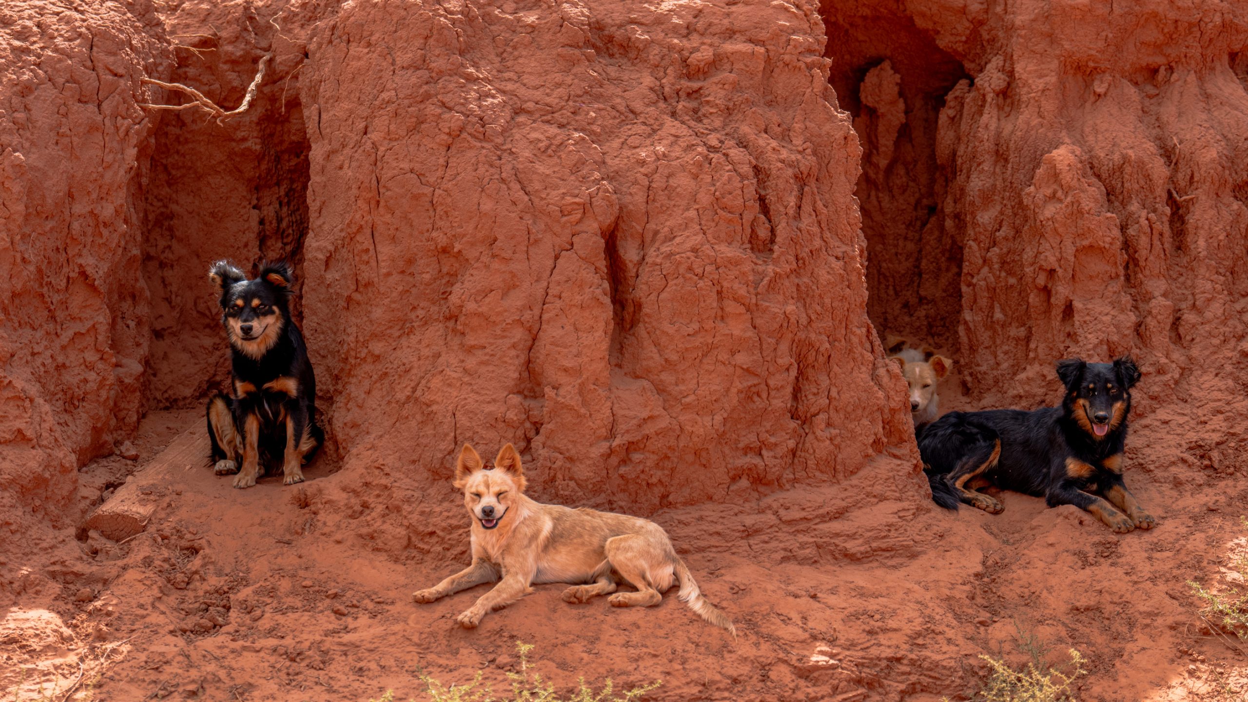Chiens errants dans argile rouge