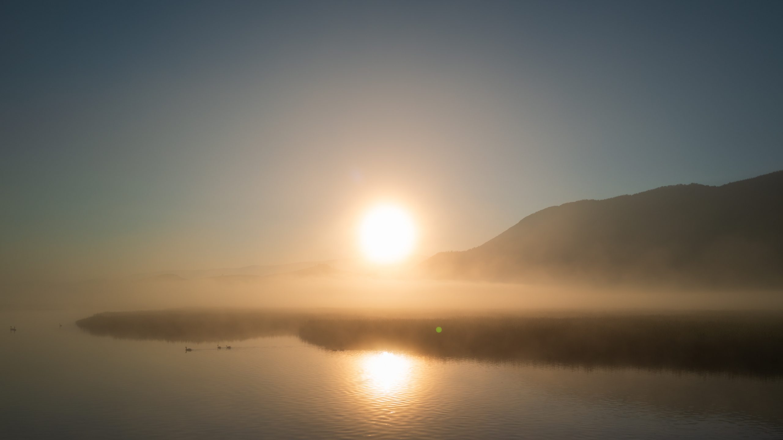 Colverts sur lac brumeux
