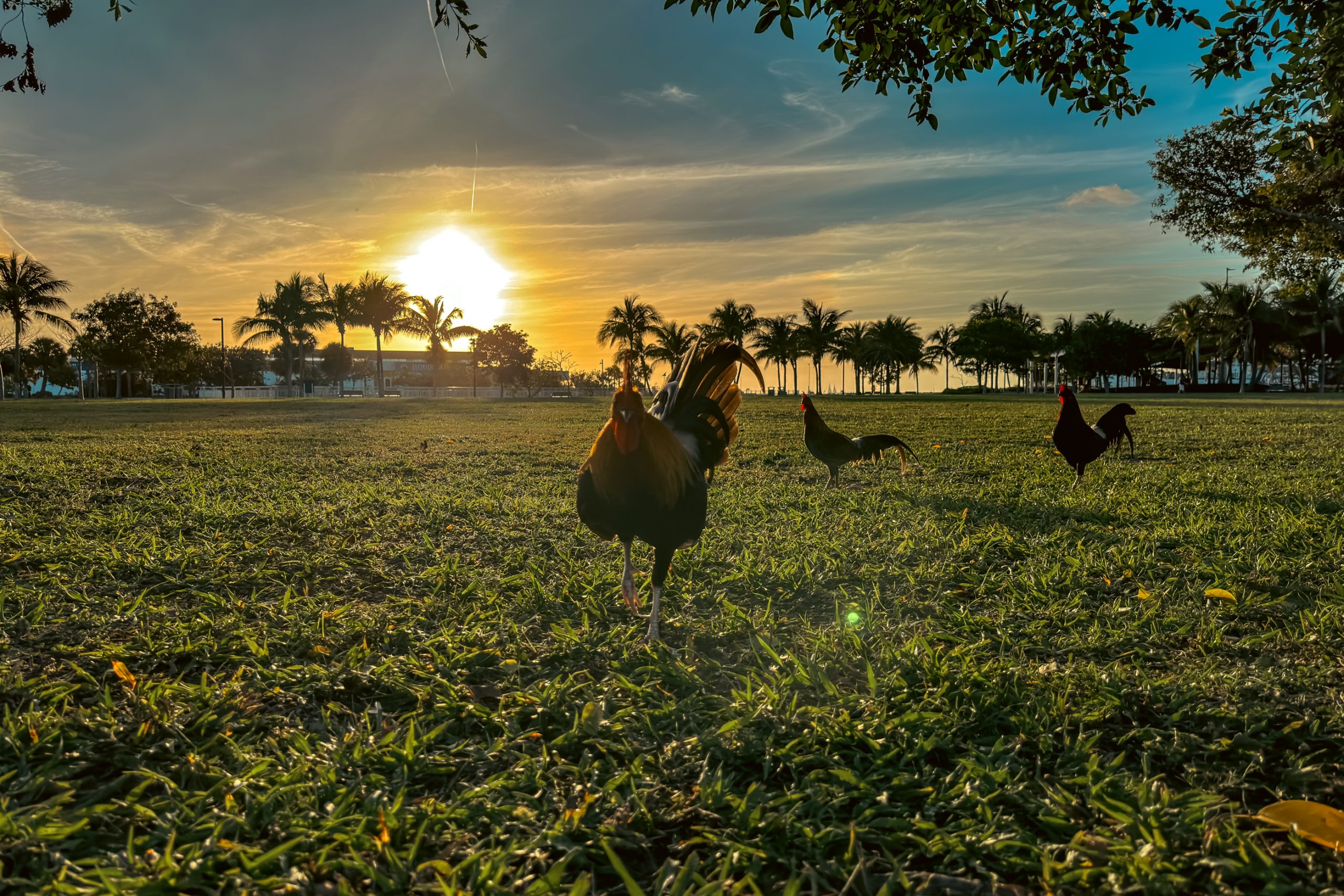 Coqs sauvages au parc balnéaire