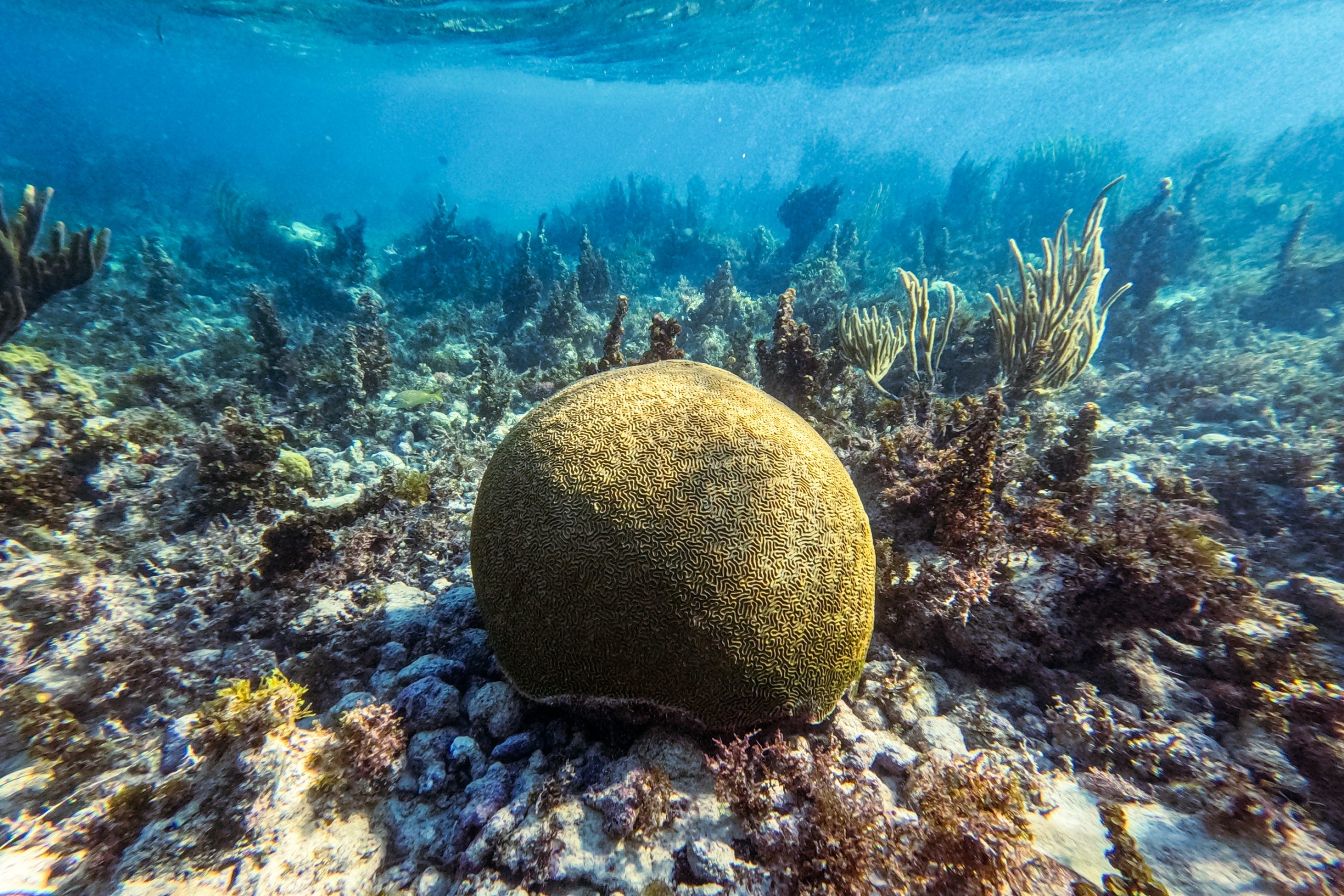 Corail Cerveau des Caraïbes
