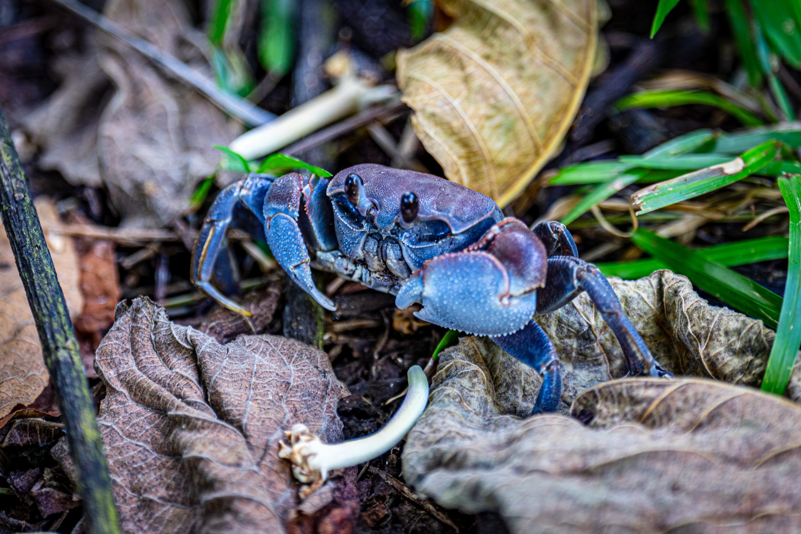 Crabe bleu terrestre