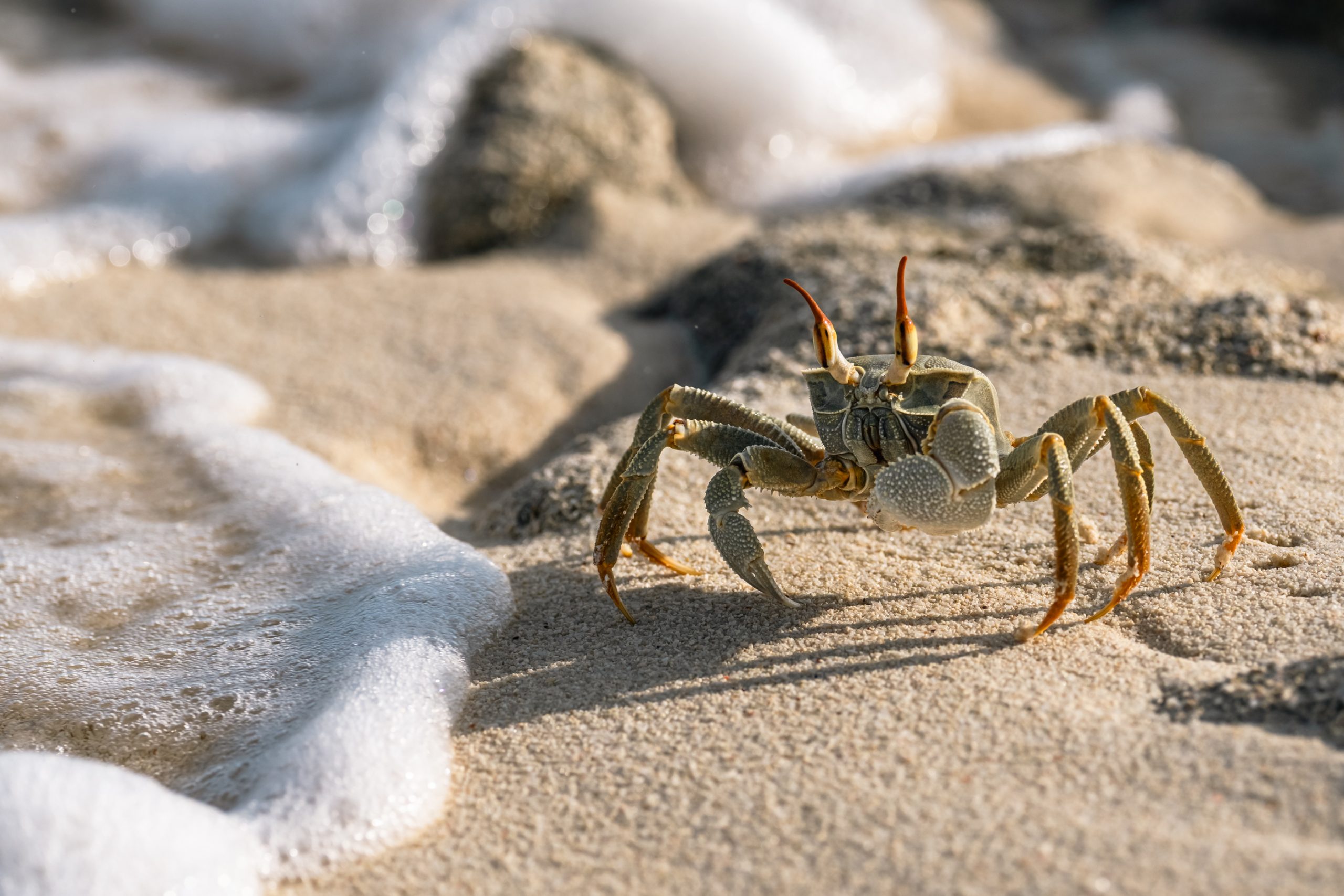 Crabe fantôme sur sable doré