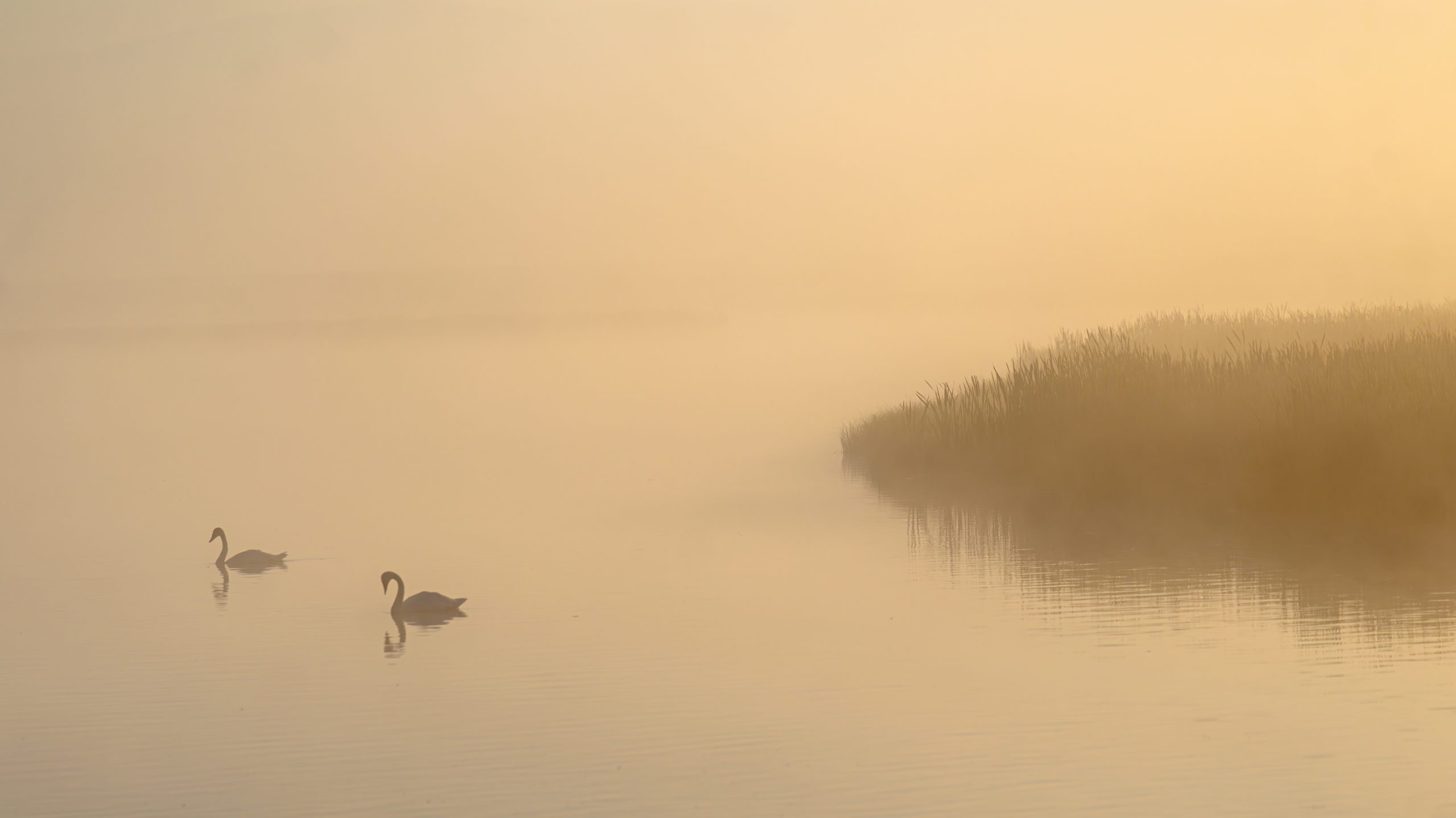 Cygnes sur Lac Brumeux