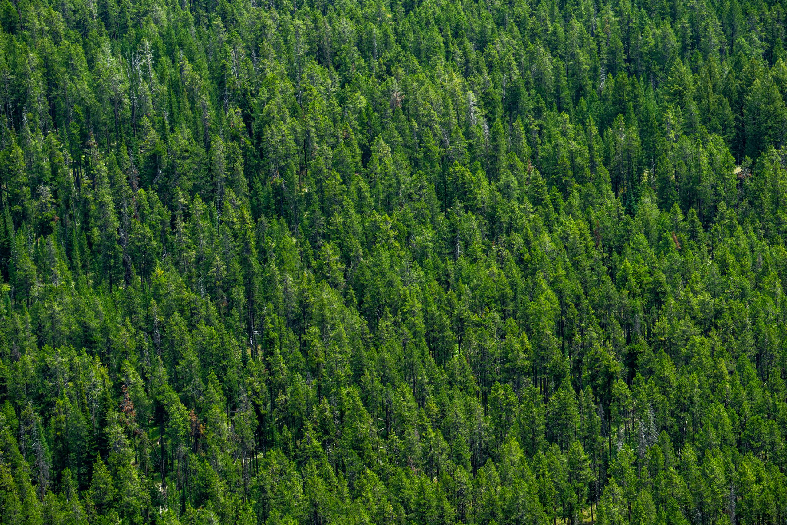 Forêt de pins ponderosa