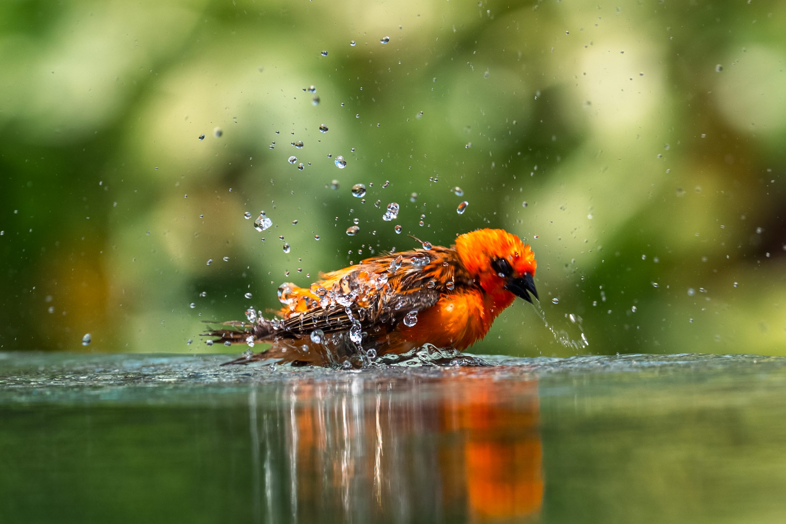 Foudi Rouge en Plein Bain