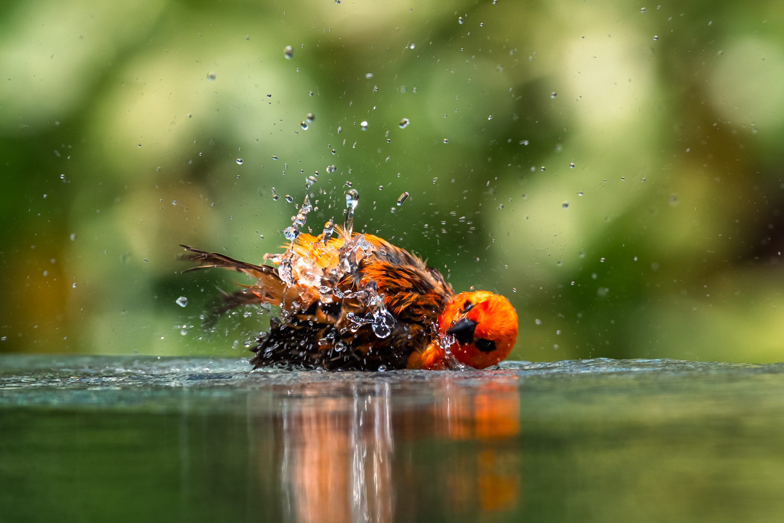 Foudi de Madagascar en bain