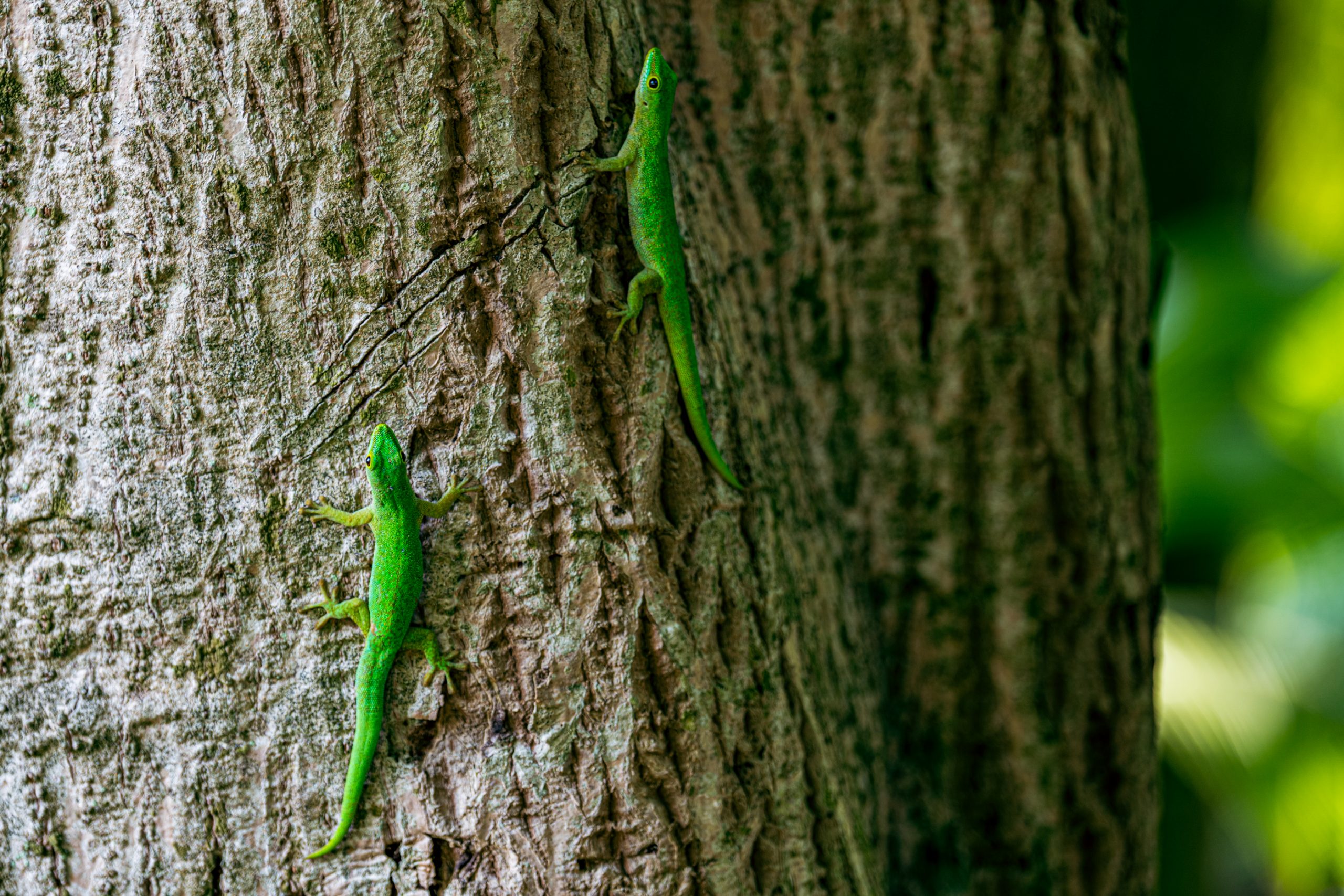 Geckos Verts sur Tronc d'Arbre