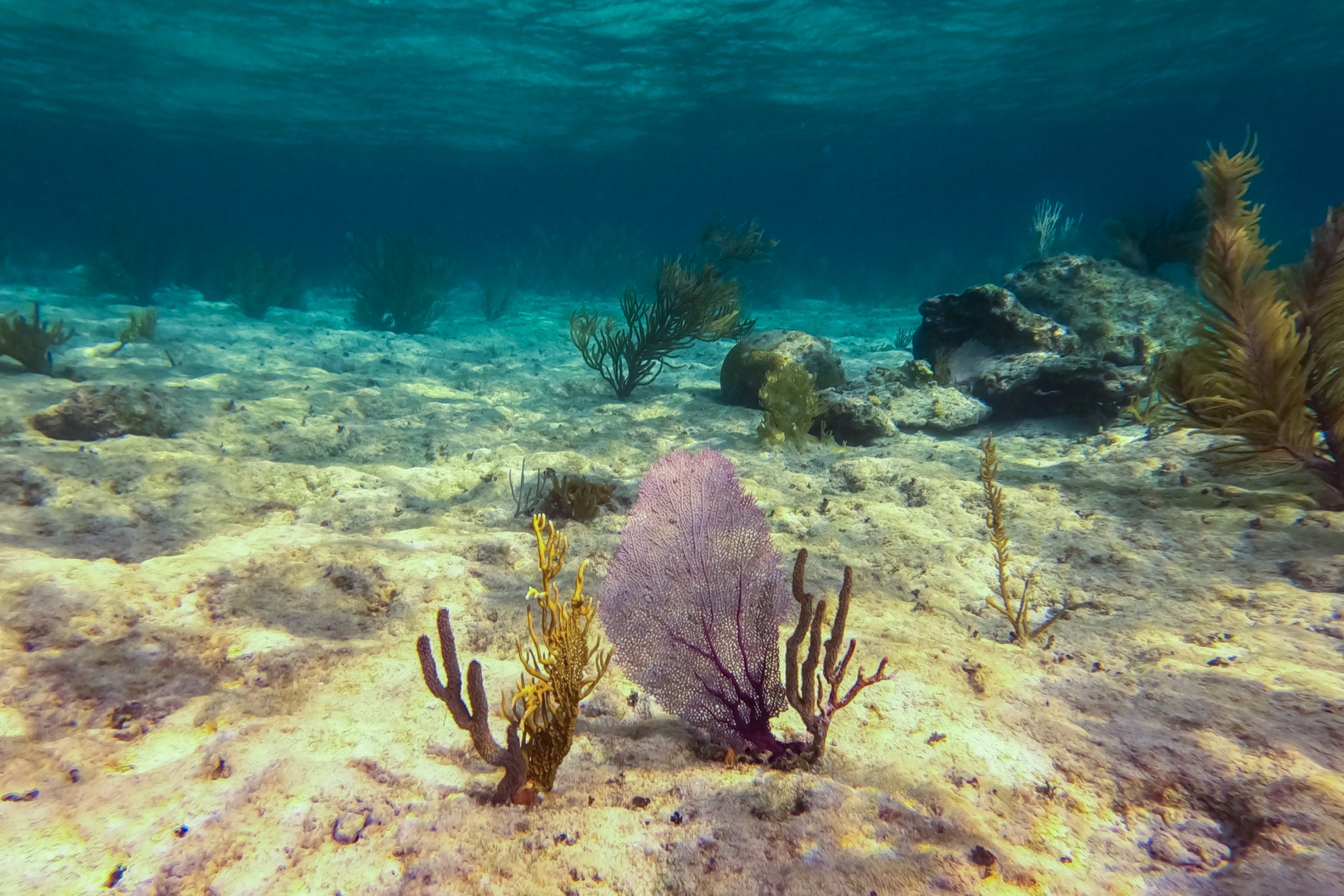 Gorgone violette sur fond sablonneux