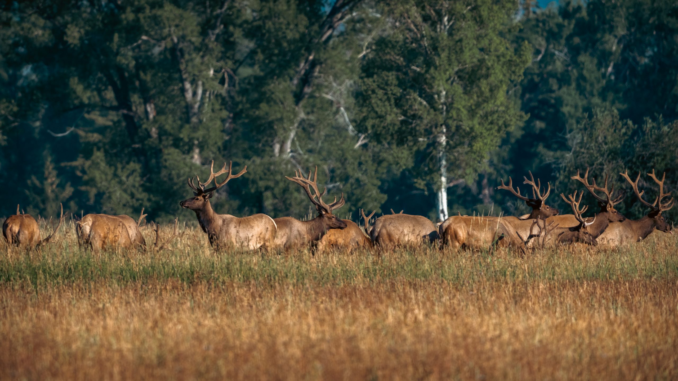 Harde de wapitis en prairie