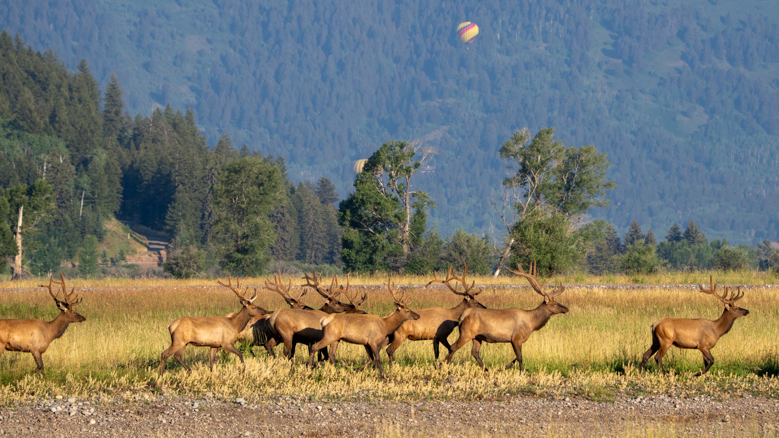 Harde de wapitis face aux montagnes