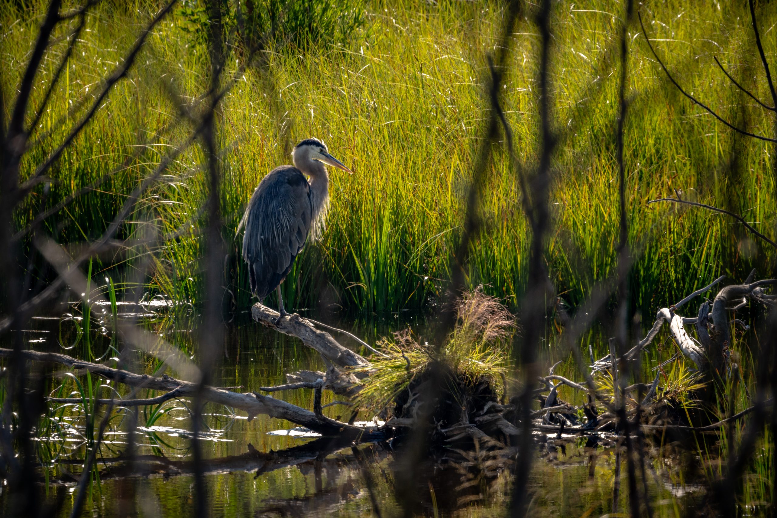 Héron cendré dans les roseaux