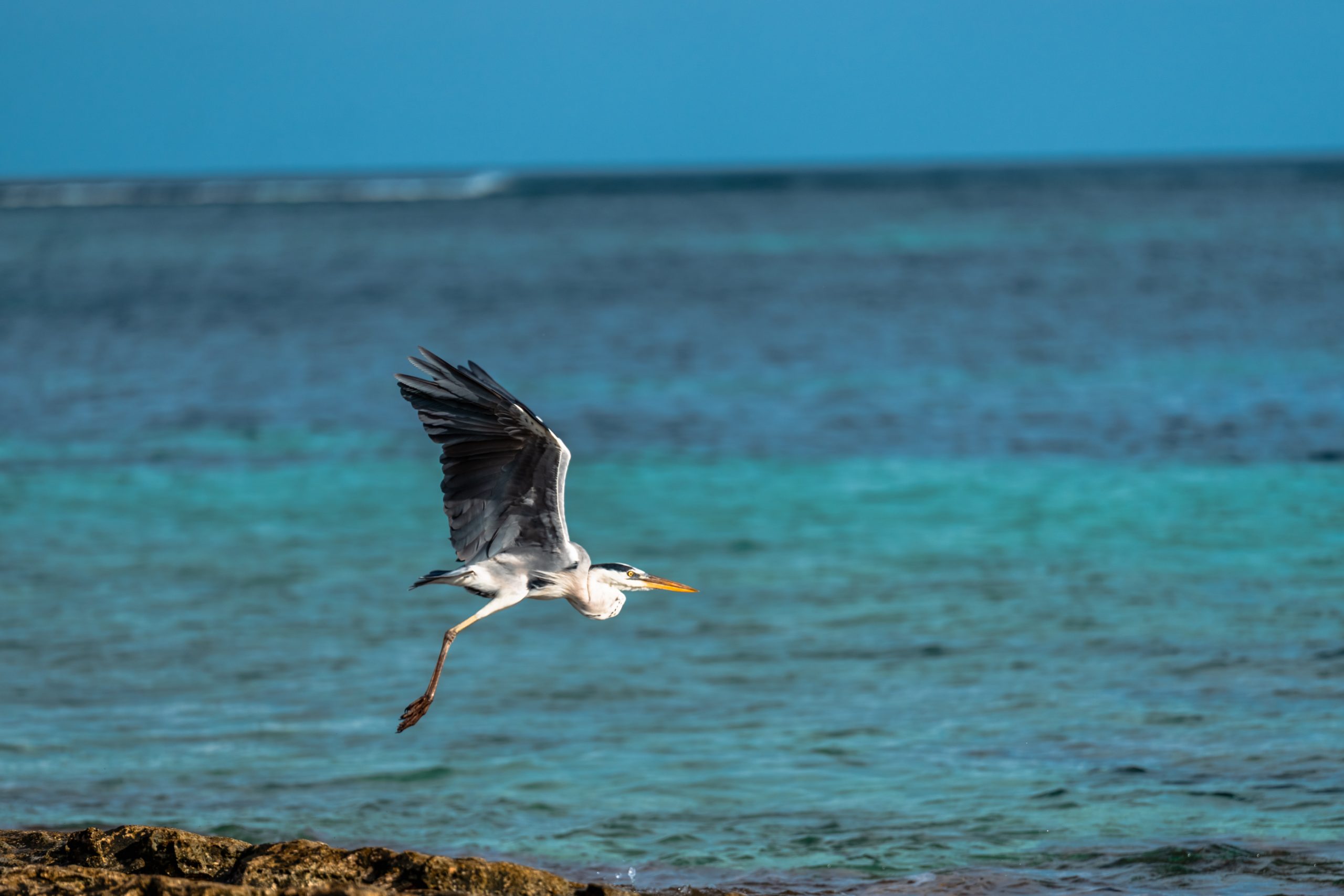 Héron cendré en plein vol