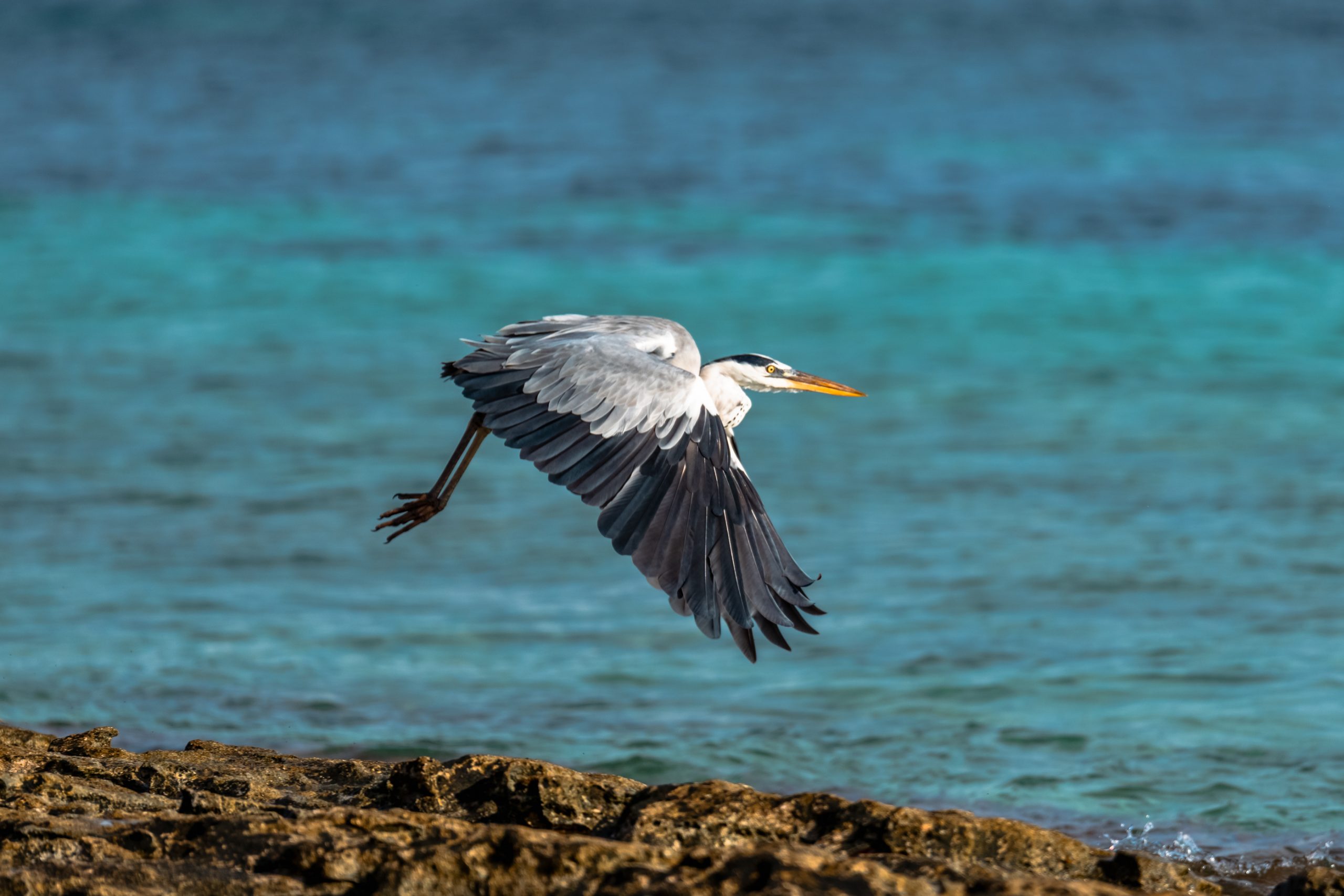 Héron cendré sur eau turquoise