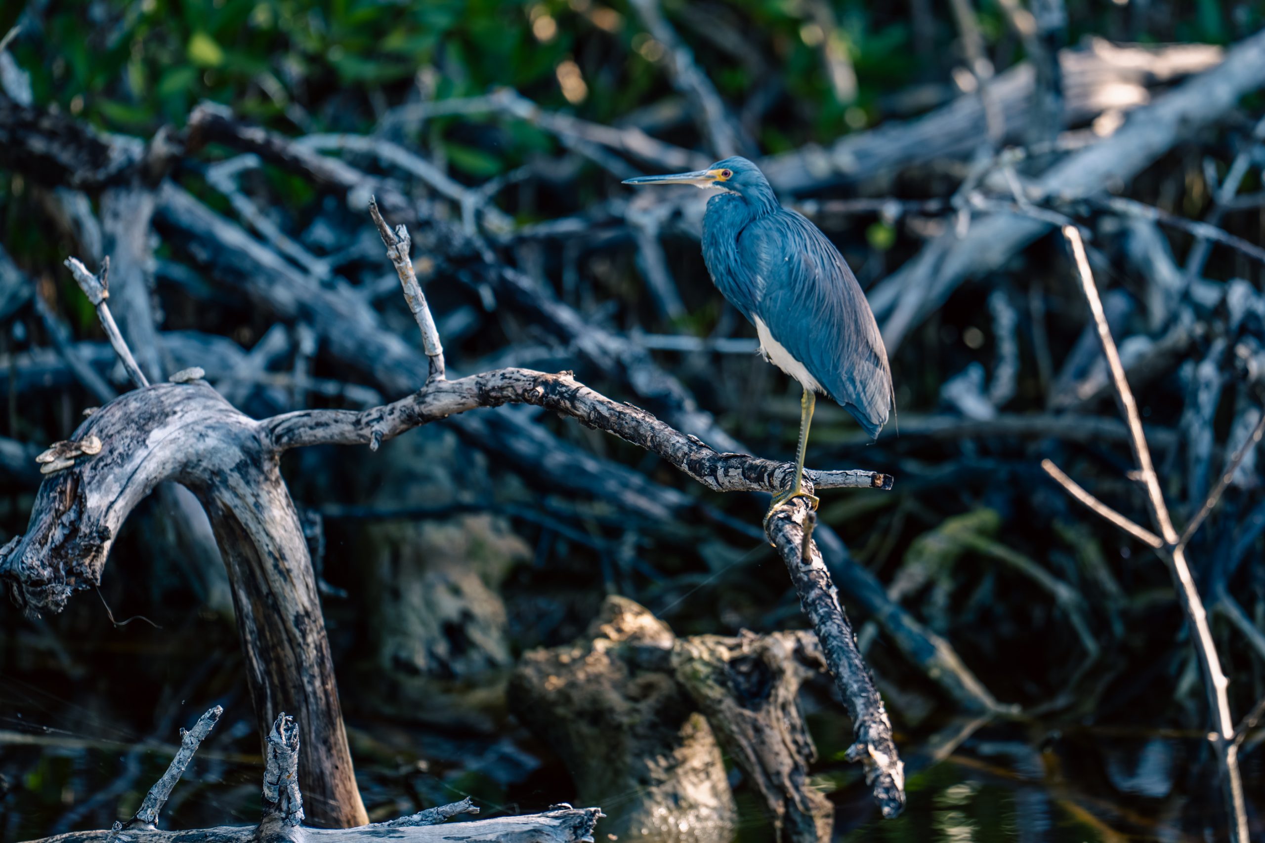 Héron tricolore dans la mangrove