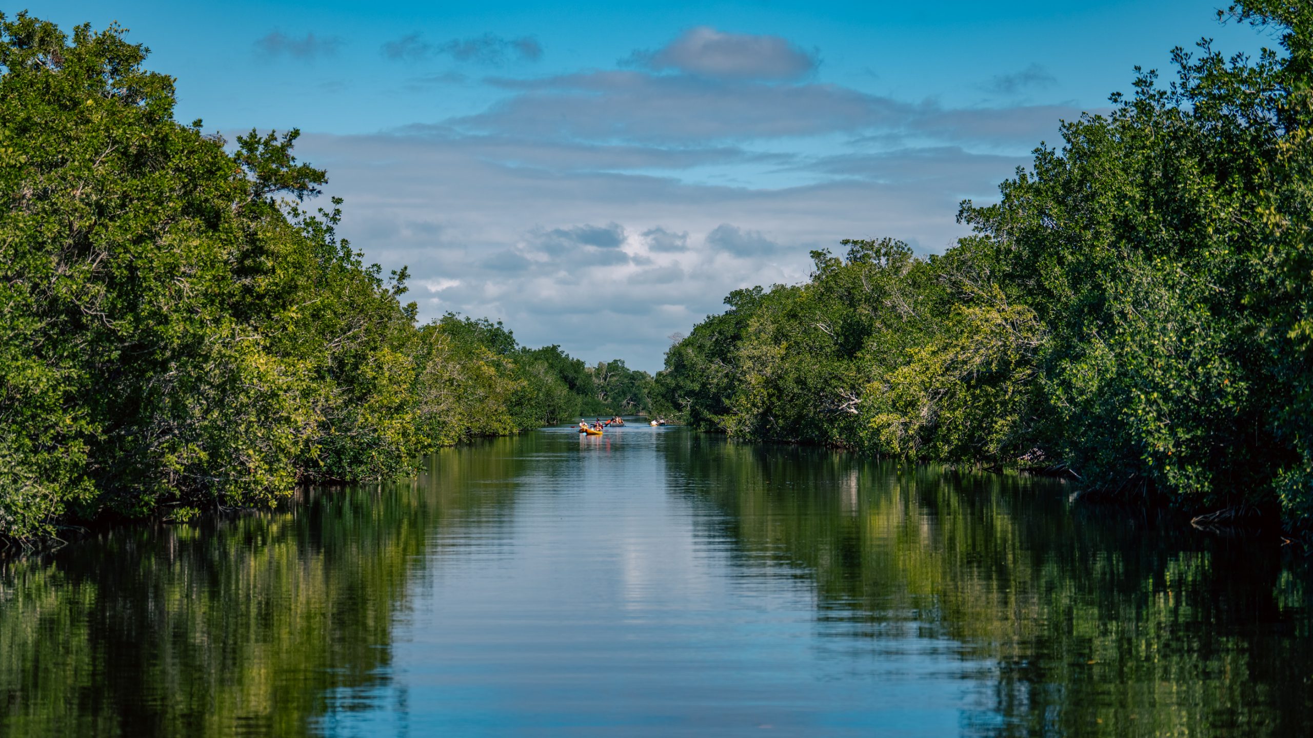 Kayaks dans la mangrove luxuriante