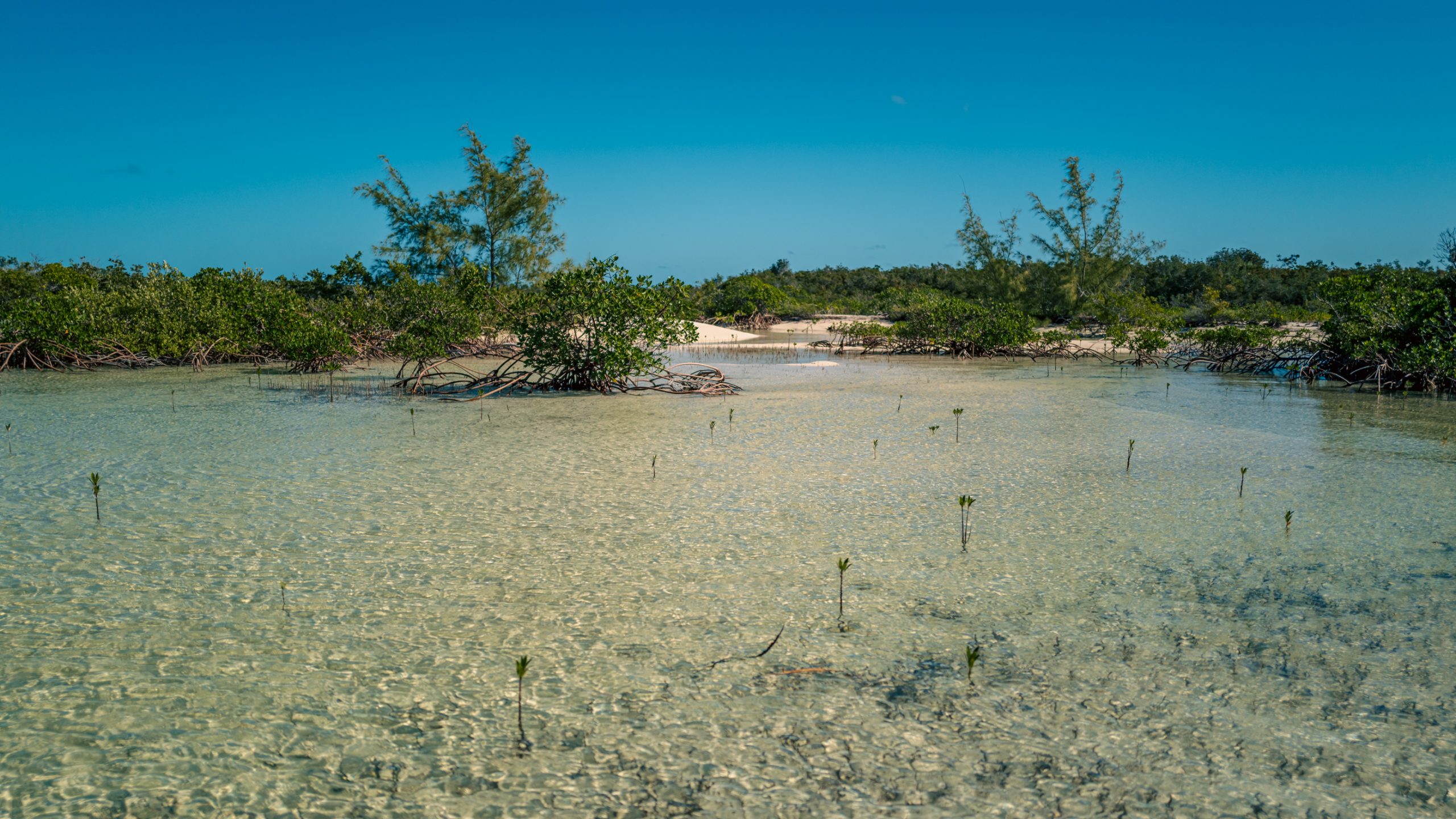 Lagune aux Palétuviers Naissants