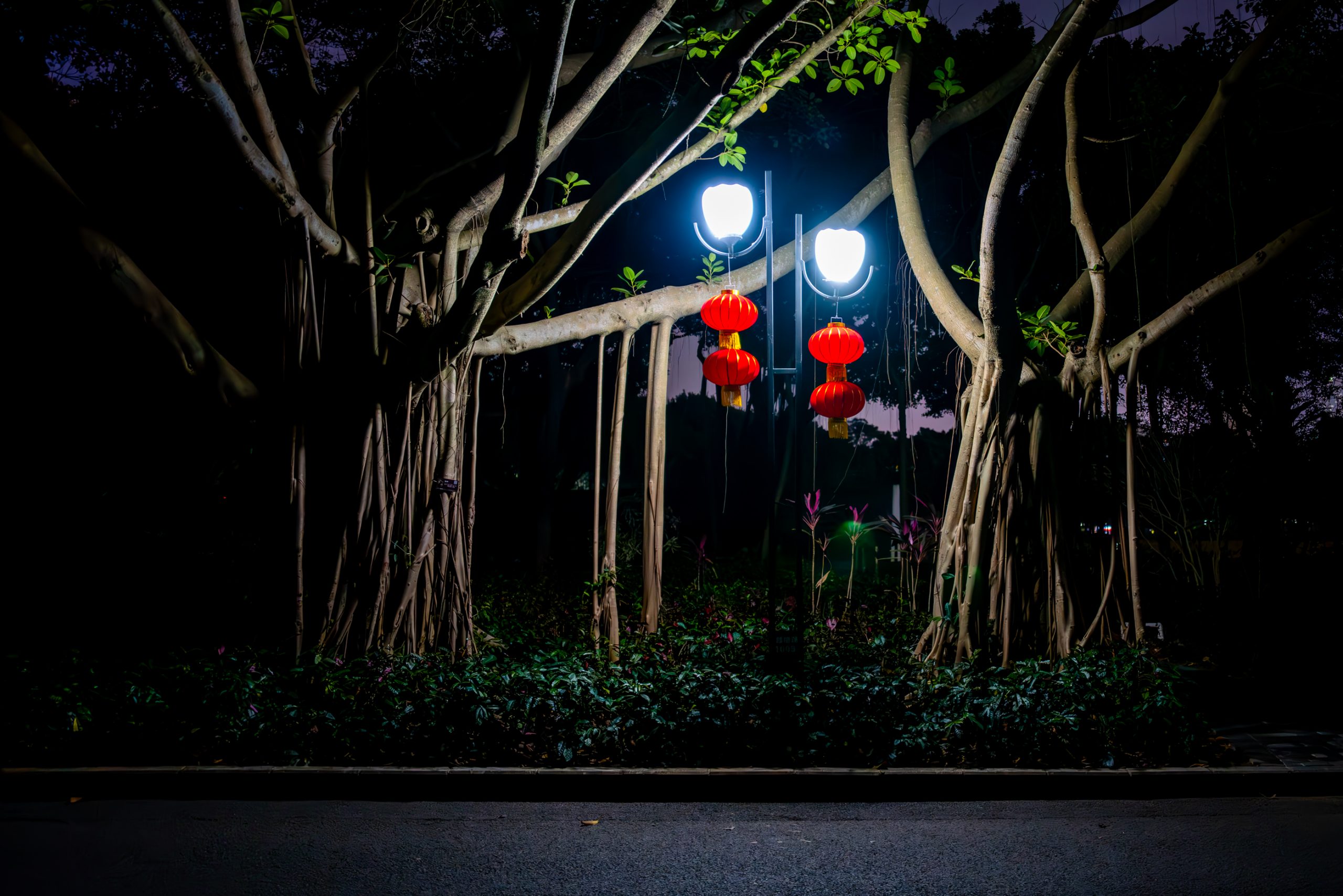 Lanternes rouges chinoises sous figuier
