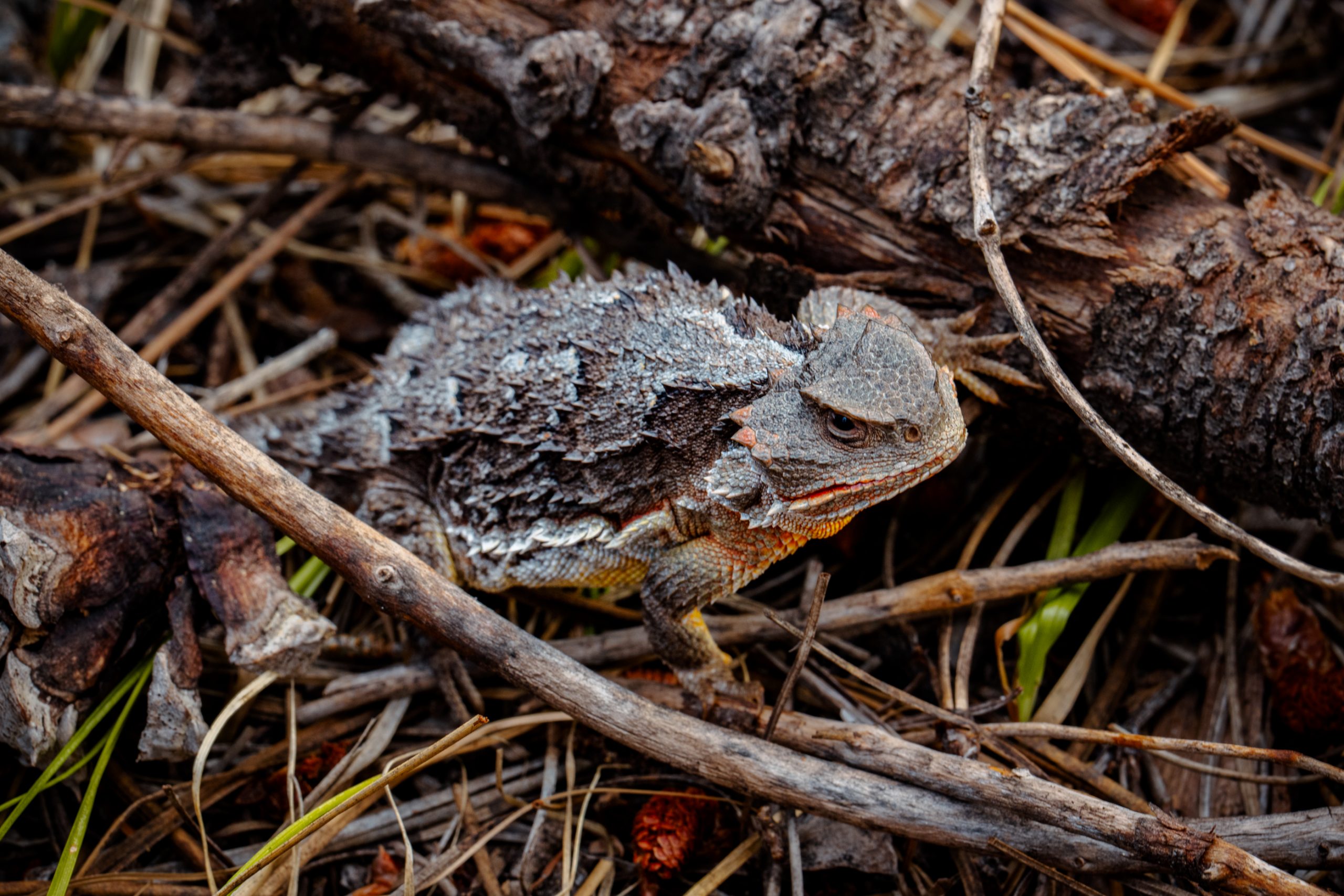 Lézard cornu du Texas