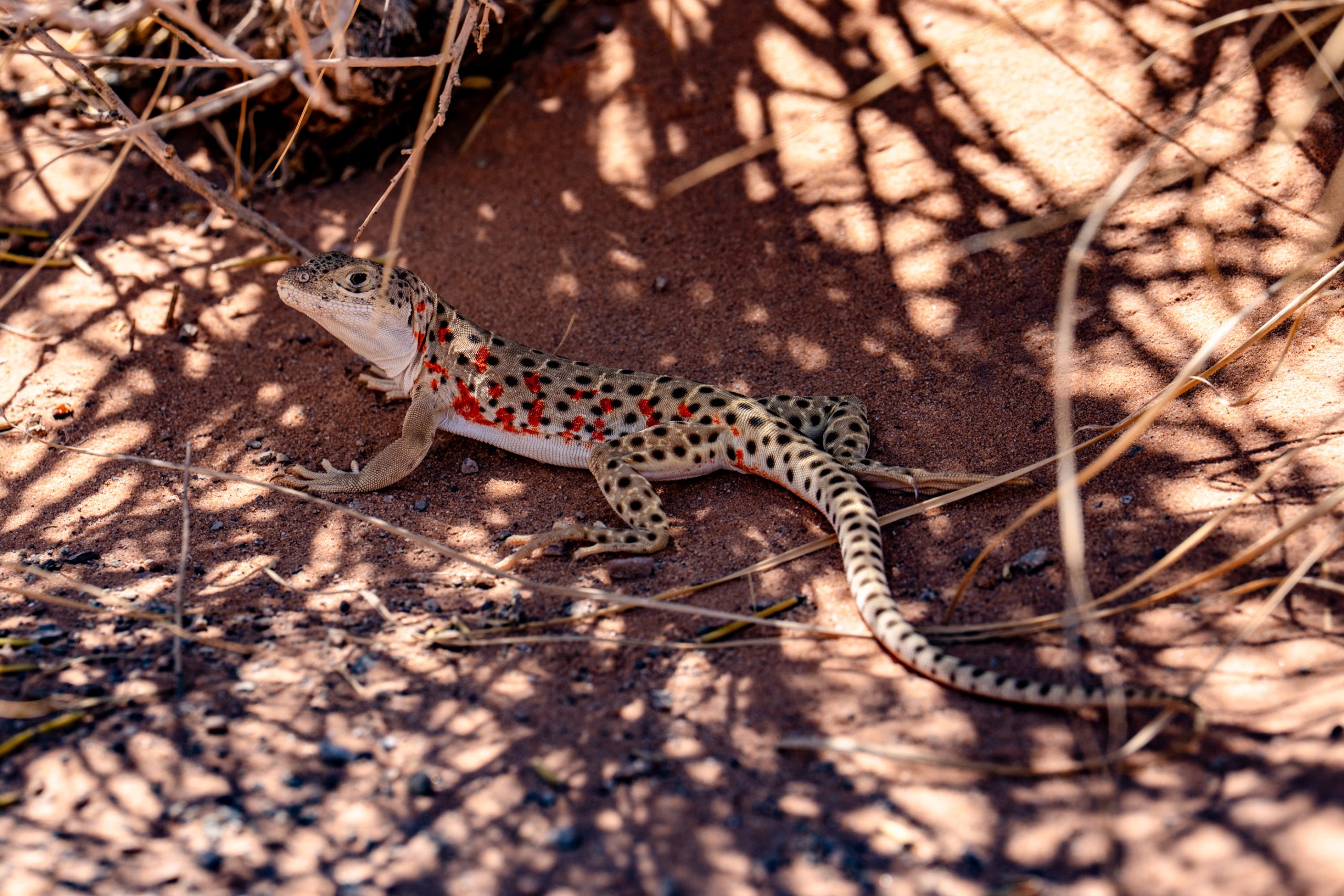 Lézard tacheté du Kalahari