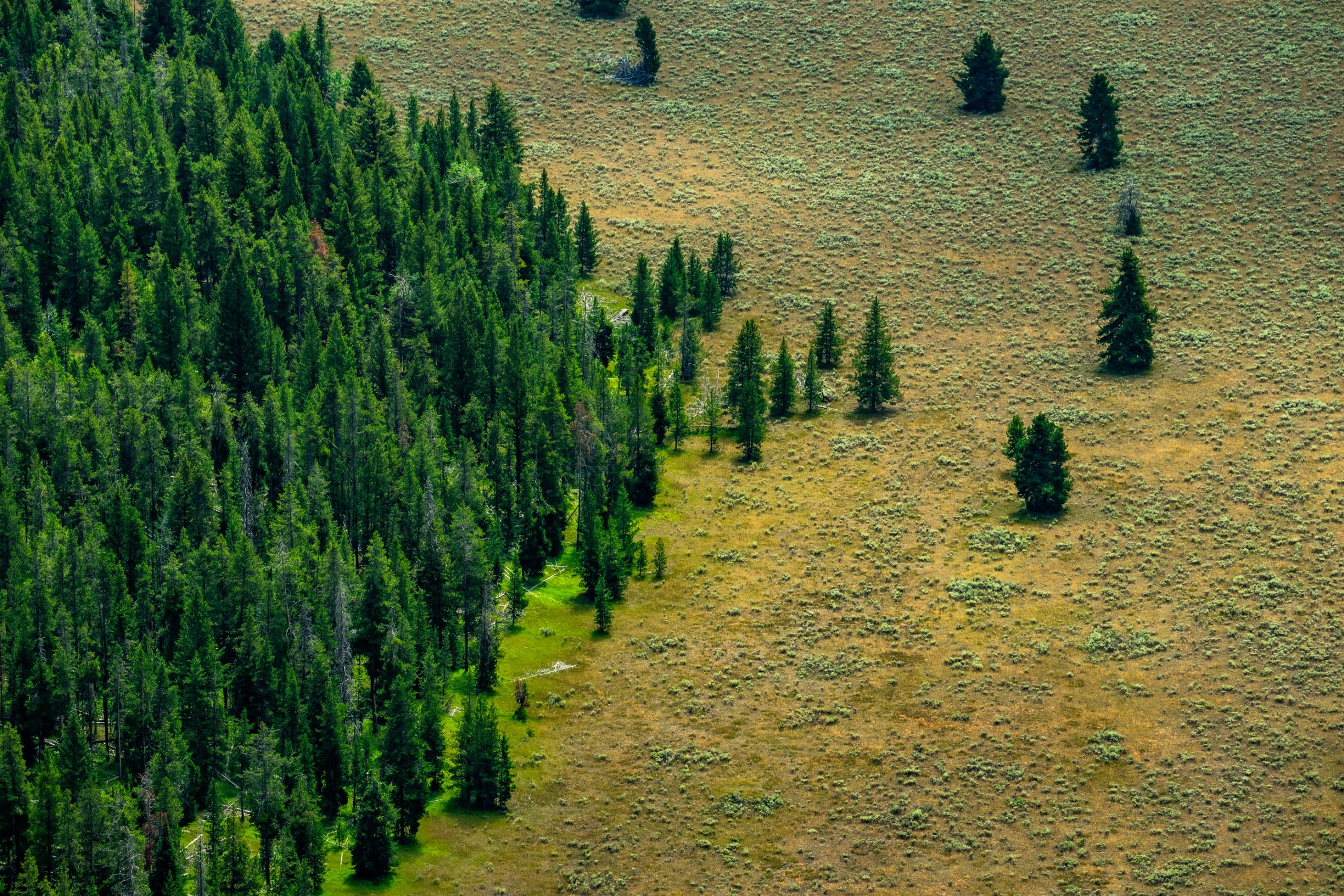 Lisière de Sapins et Prairie