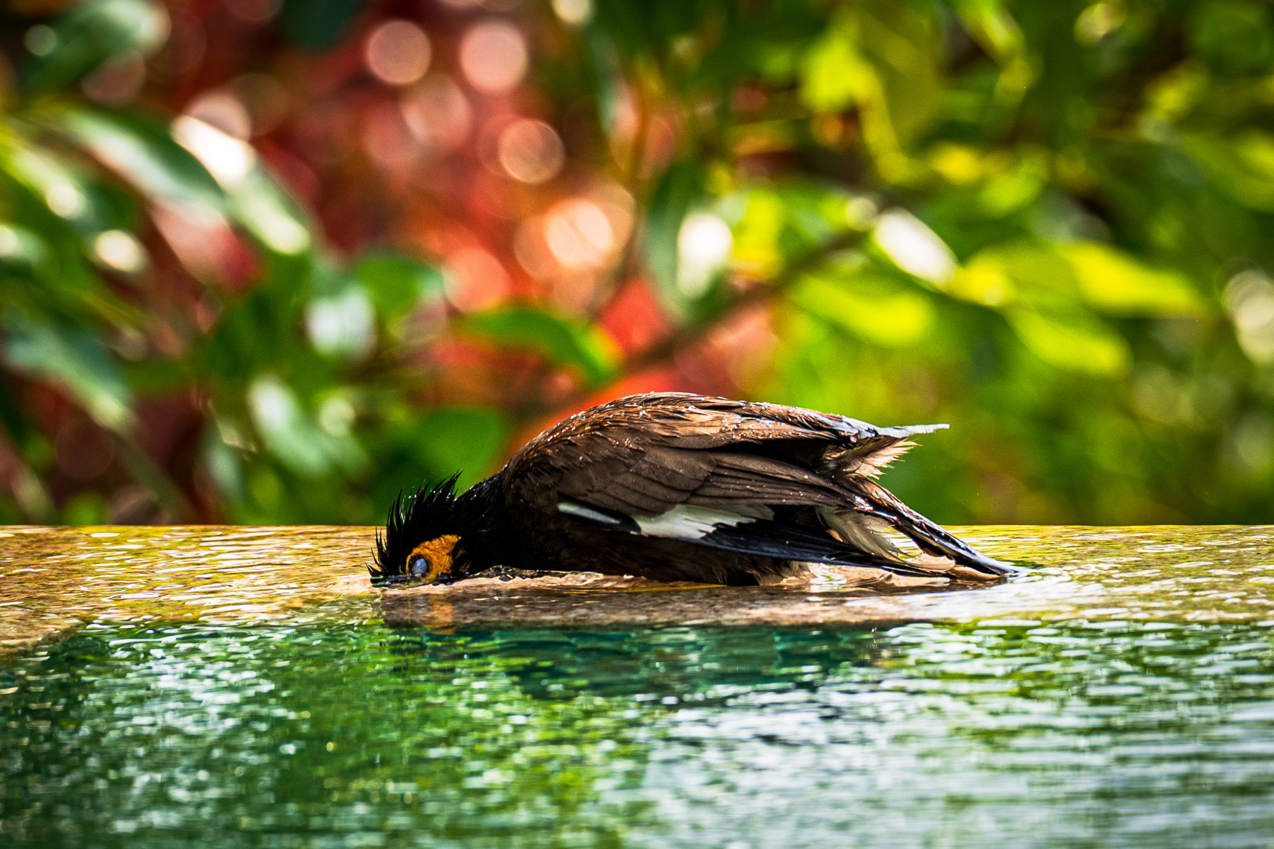 Mainate indien en plein bain
