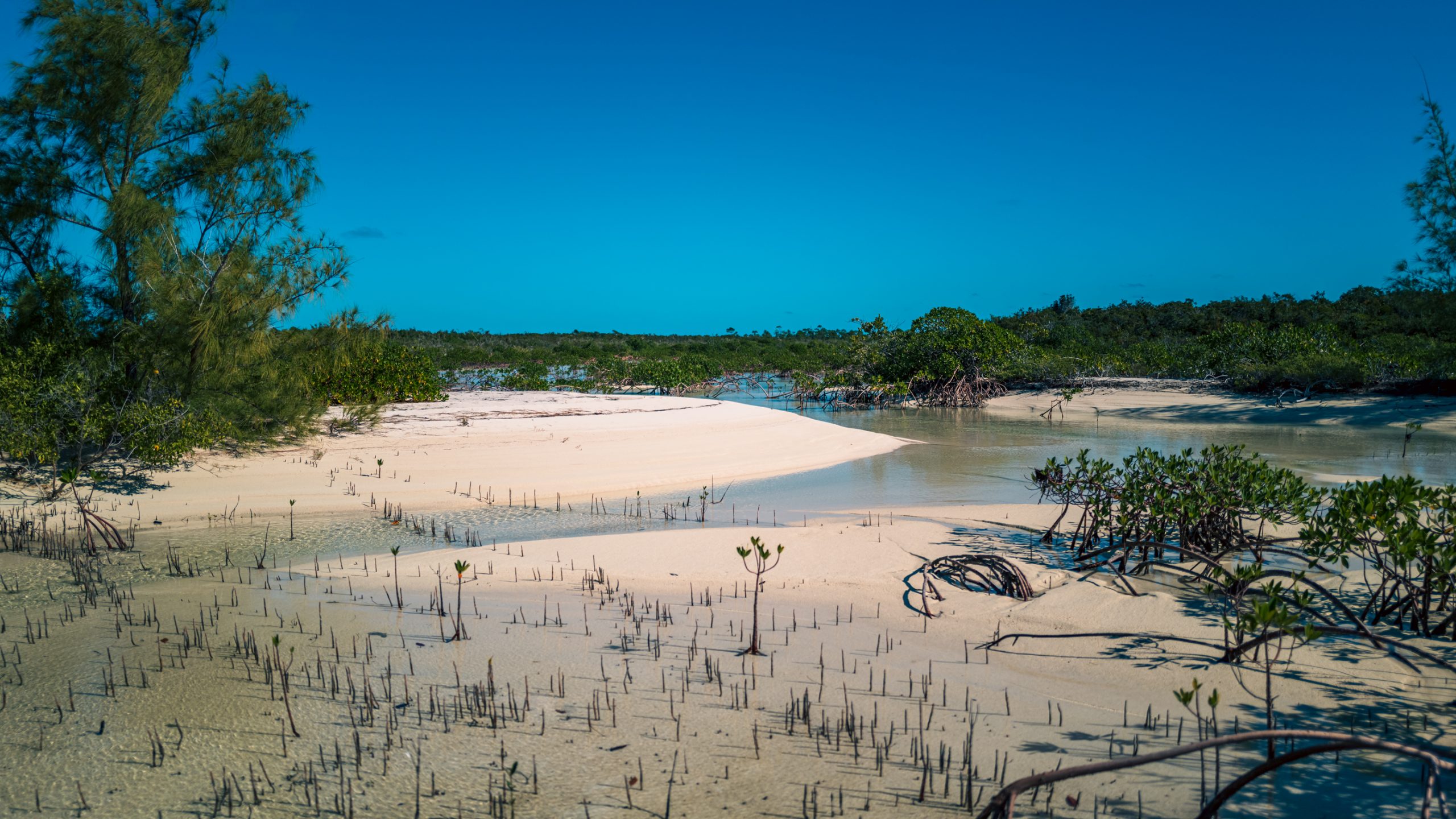 Mangrove côtière sur banc de sable